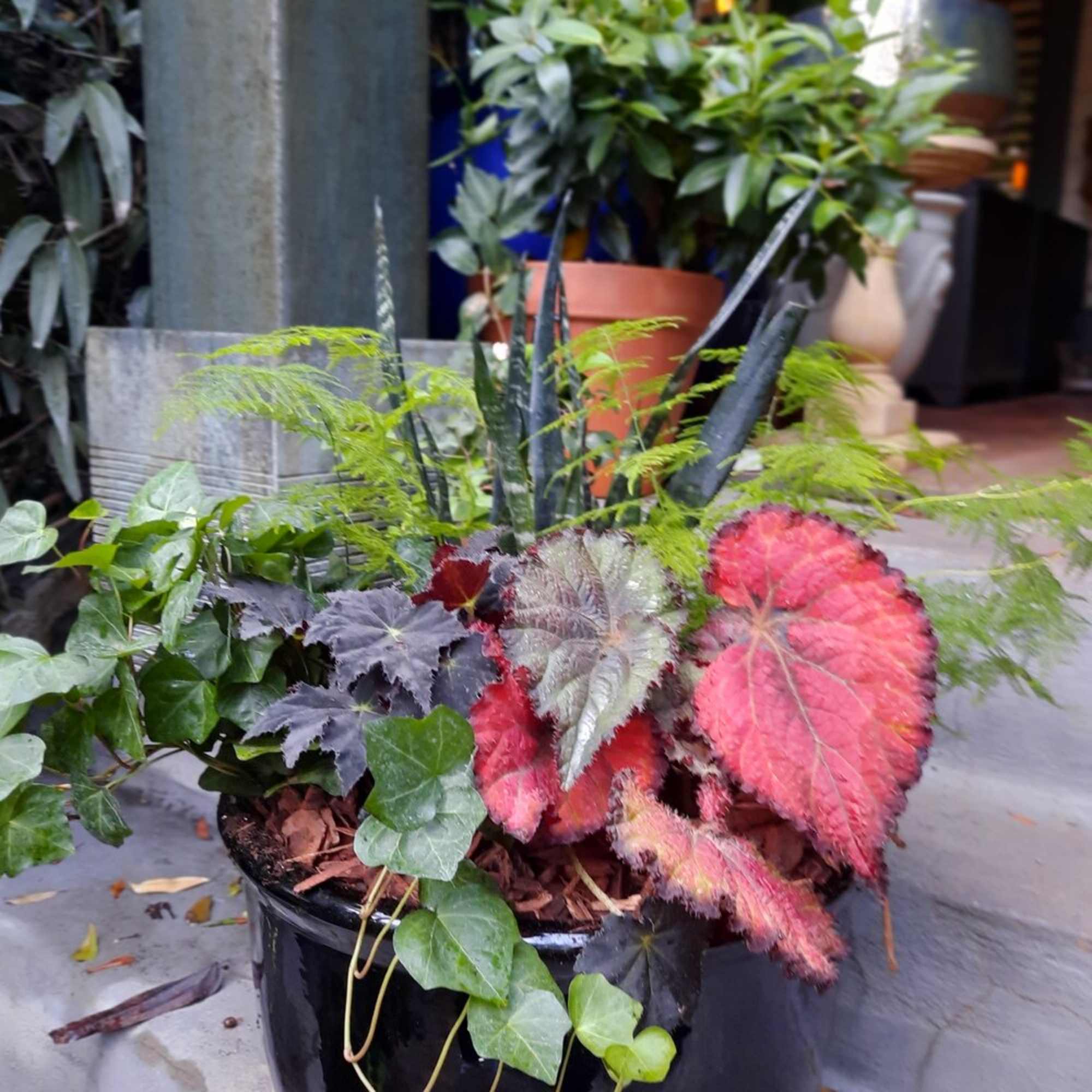 Potted mixed foliage arrangement with colorful begonia leaves