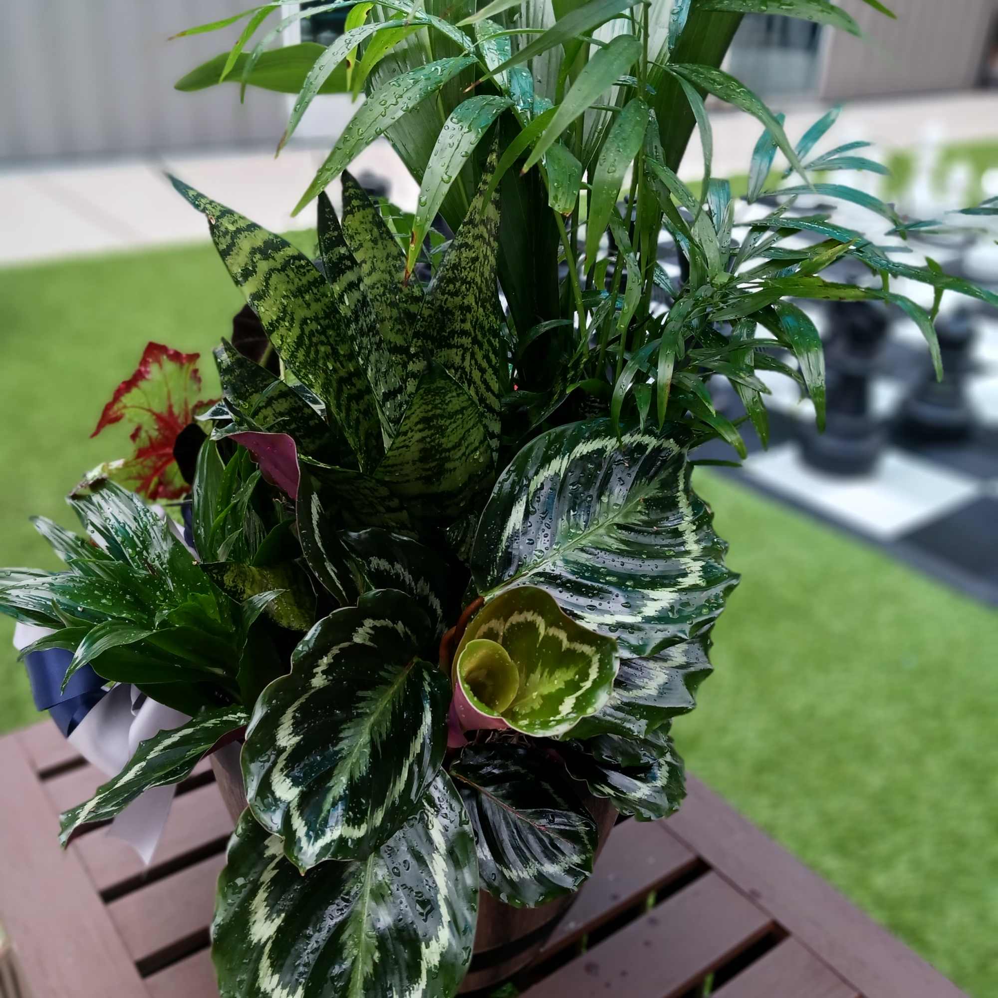Potted tropical foliage plant with variegated green leaves