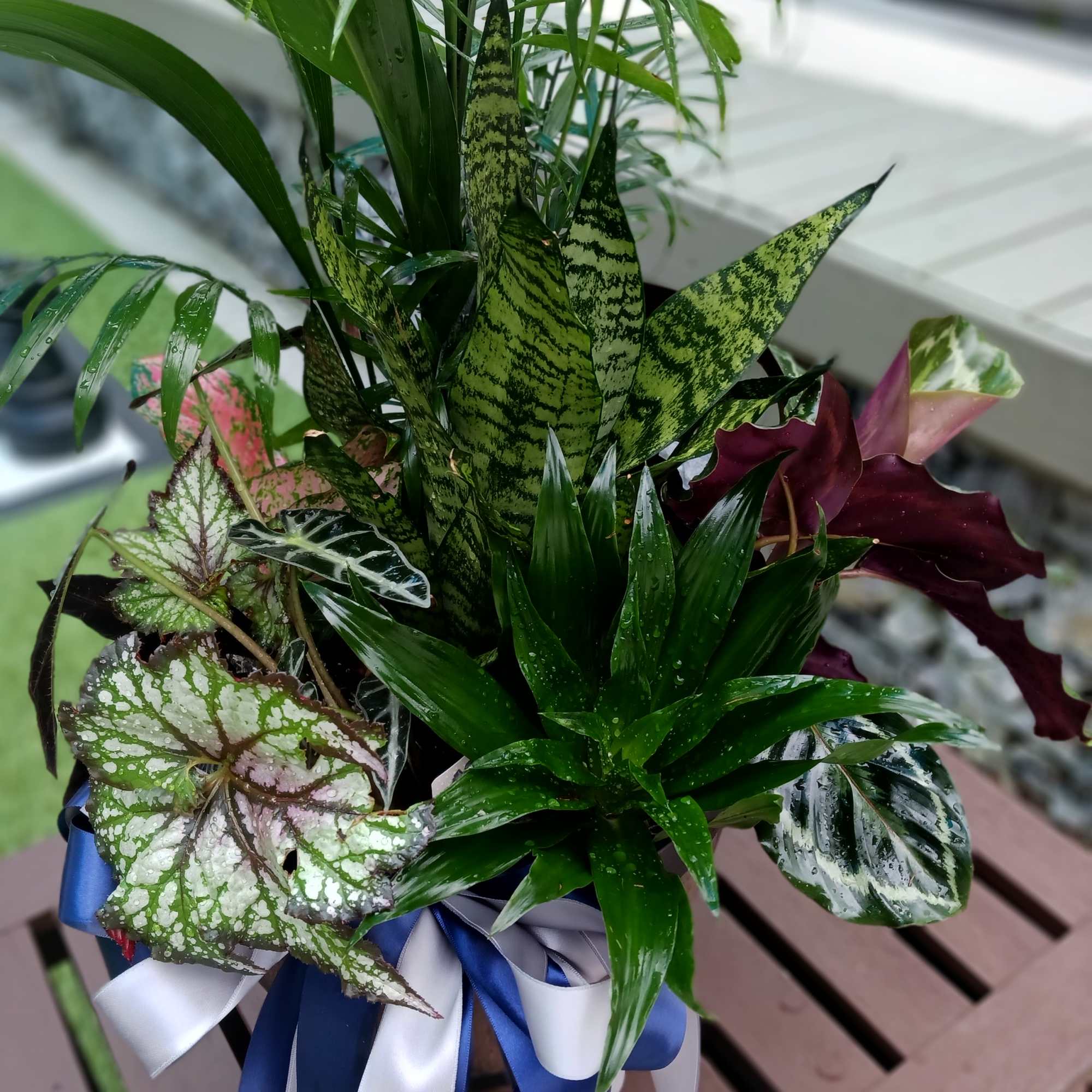 Potted foliage arrangement with striped and spotted tropical leaves