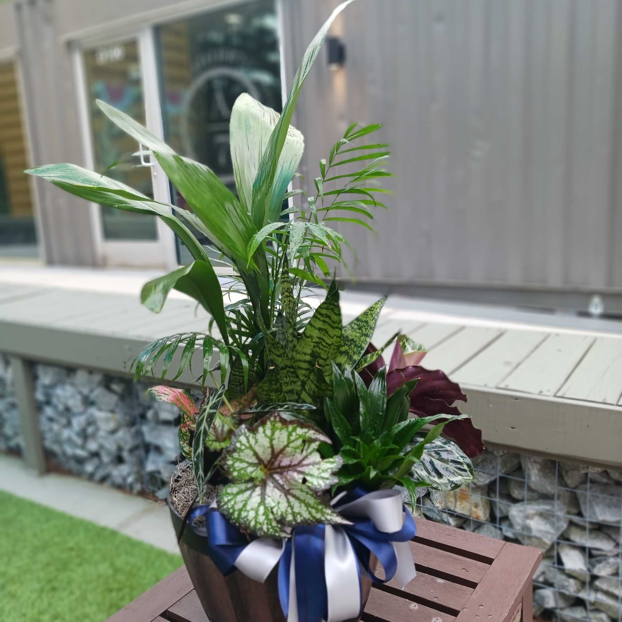 Potted tropical plant arrangement with a blue and white ribbon