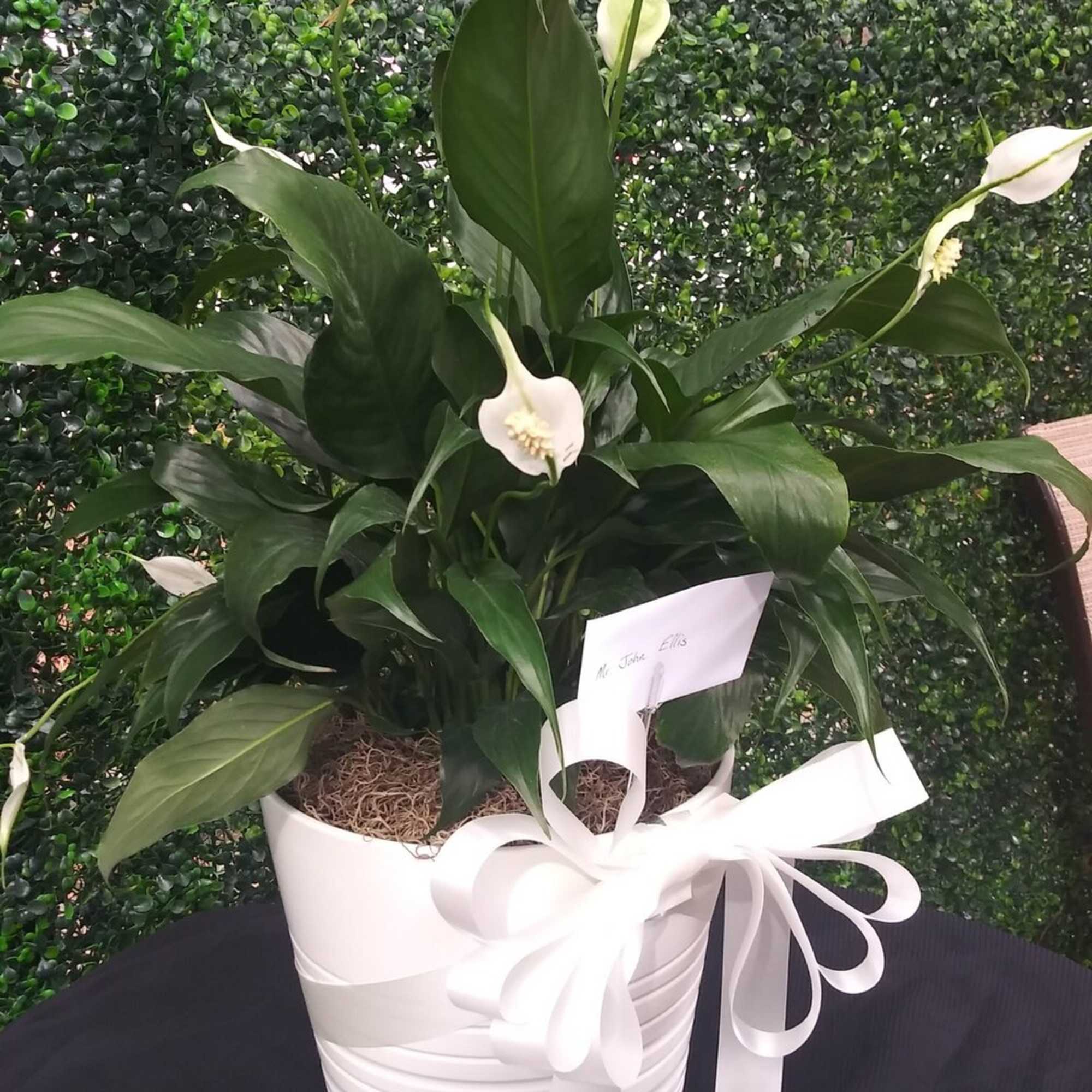 White peace lilies in a white pot with a ribbon bow