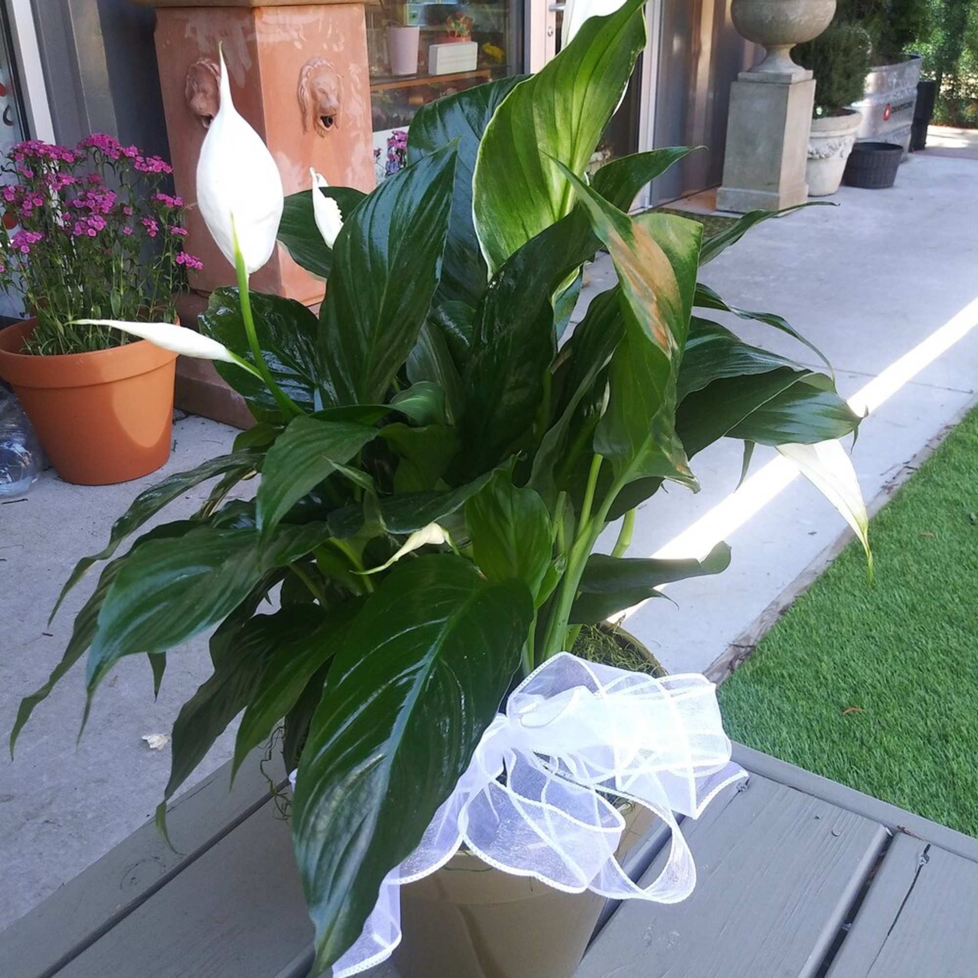 Potted peace lily with white blooms and a white ribbon bow
