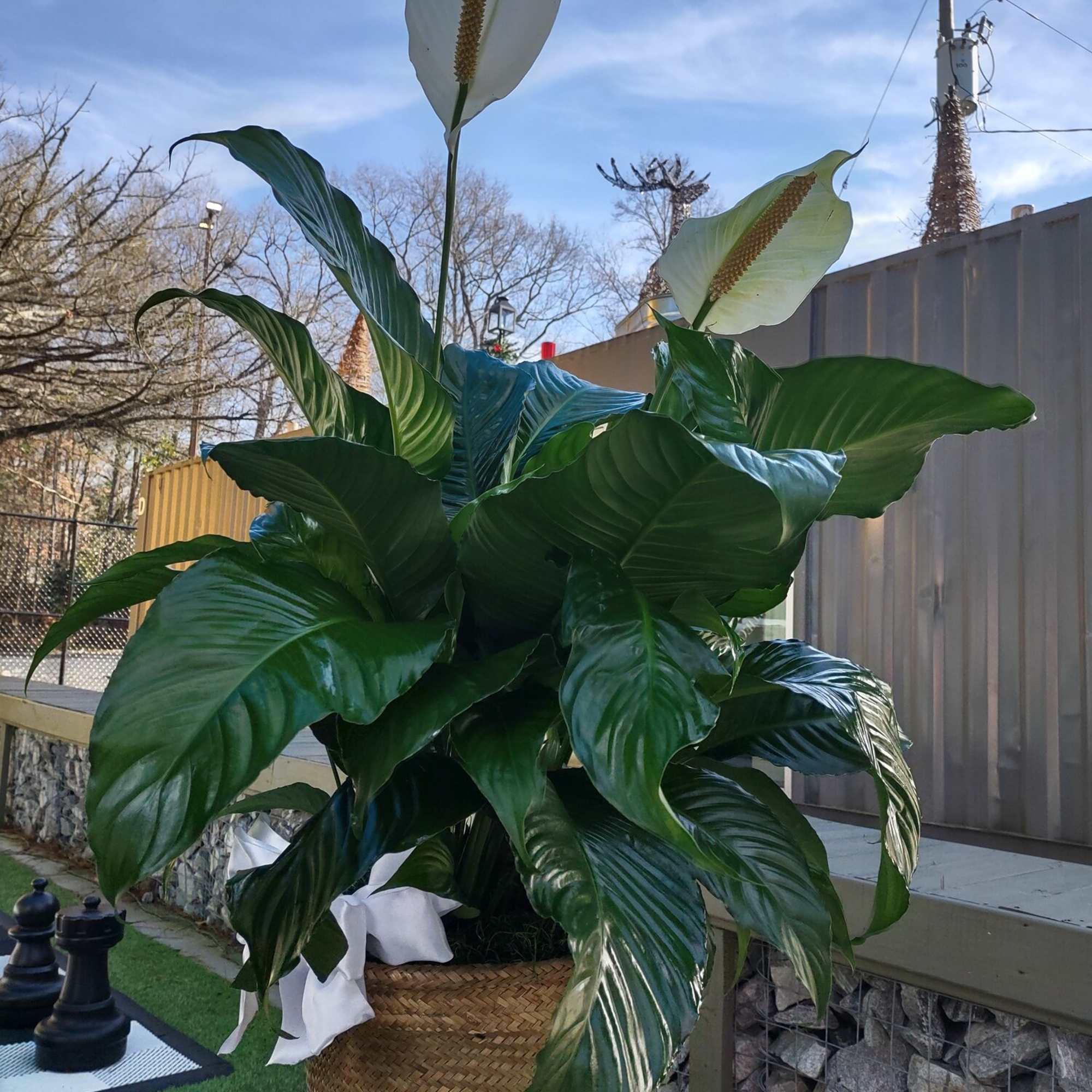 Potted peace lily with white blooms in a woven basket