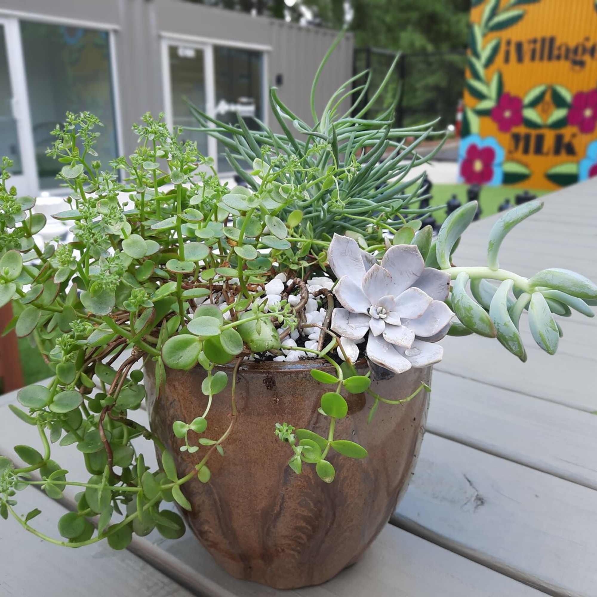 Succulent arrangement in a brown pot with trailing green plants