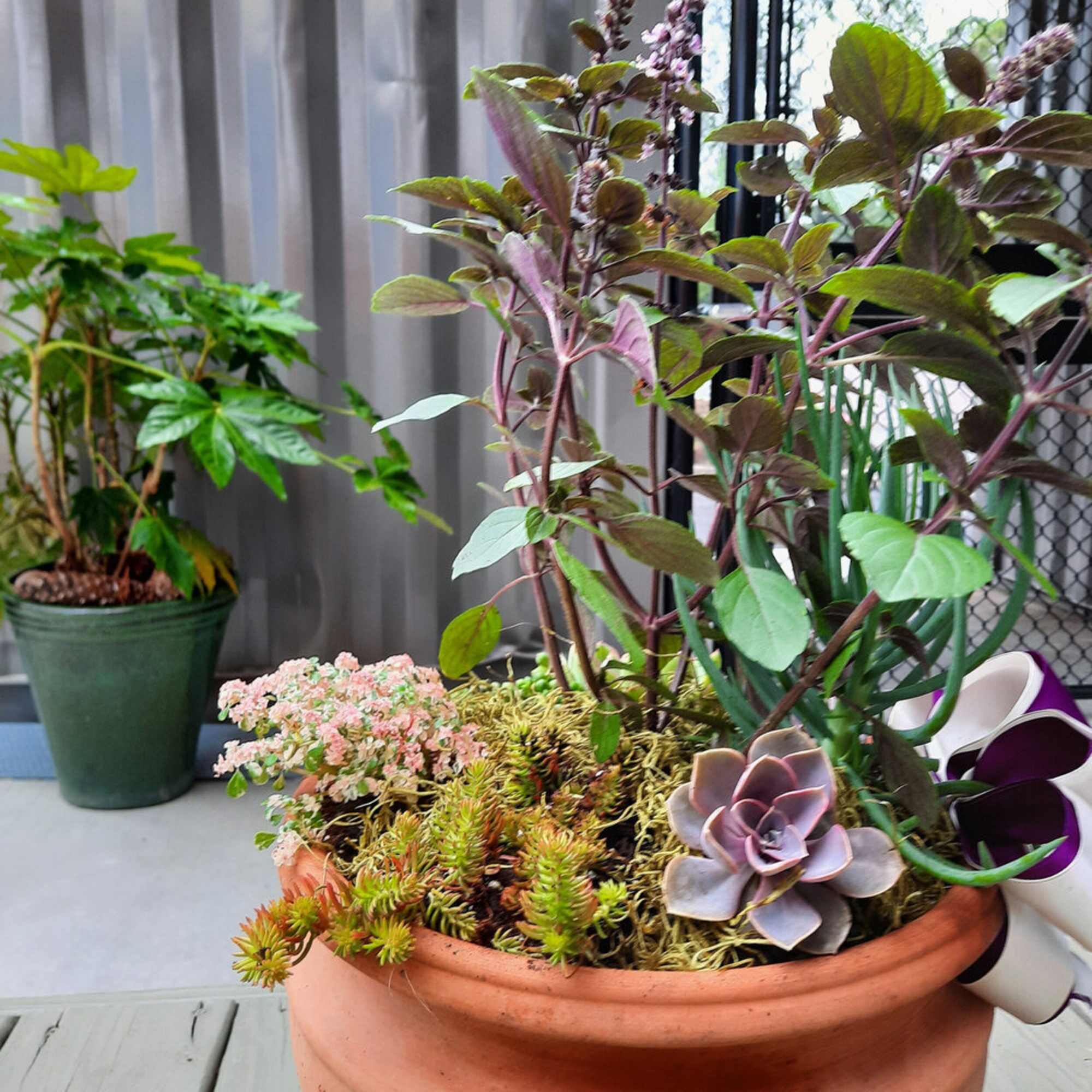 Potted succulent arrangement with purple flowers and a white orchid
