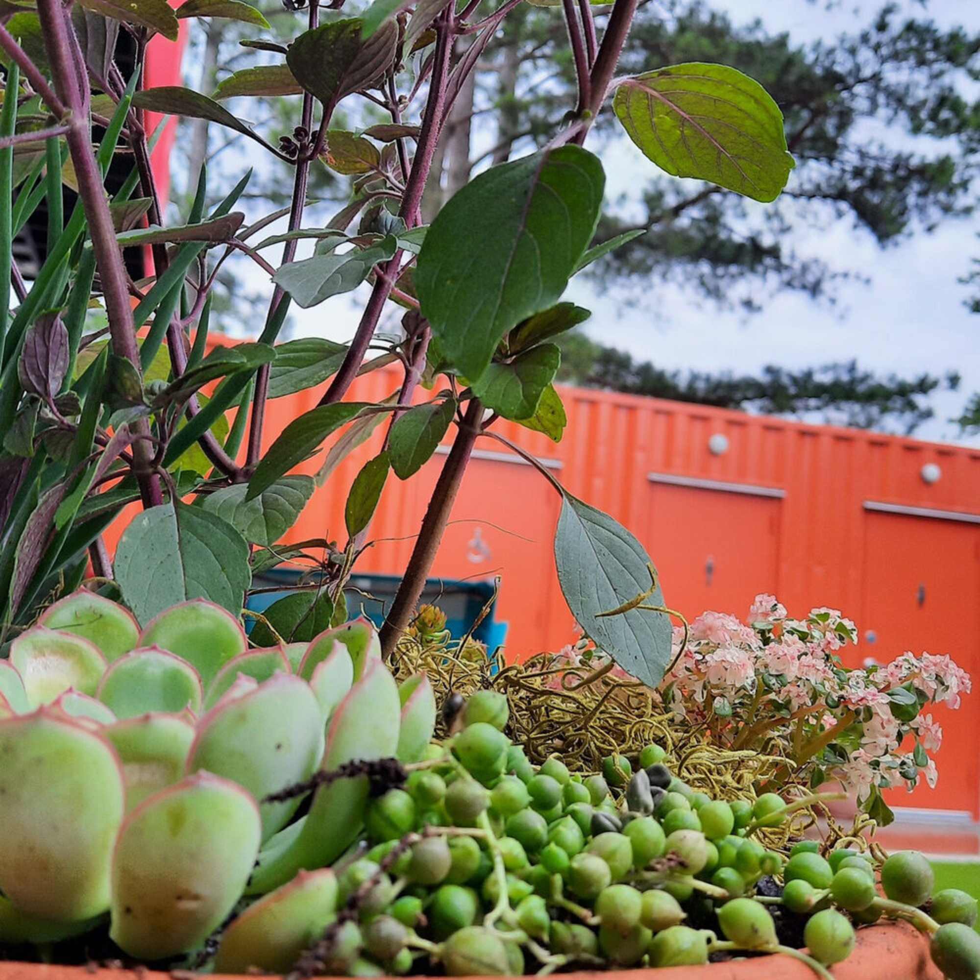 Succulent planter with trailing string of pearls and pink flowers