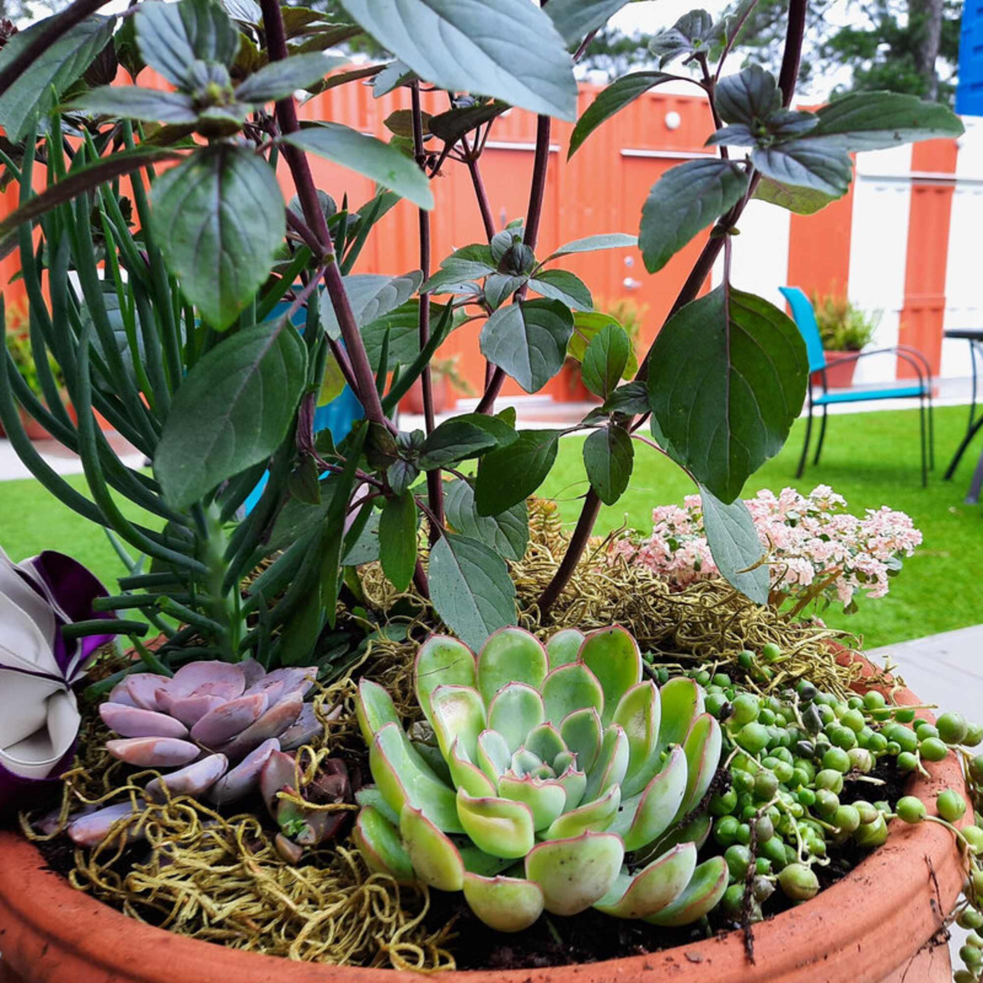 Potted succulent arrangement with trailing string-of-pearls and small pink blooms