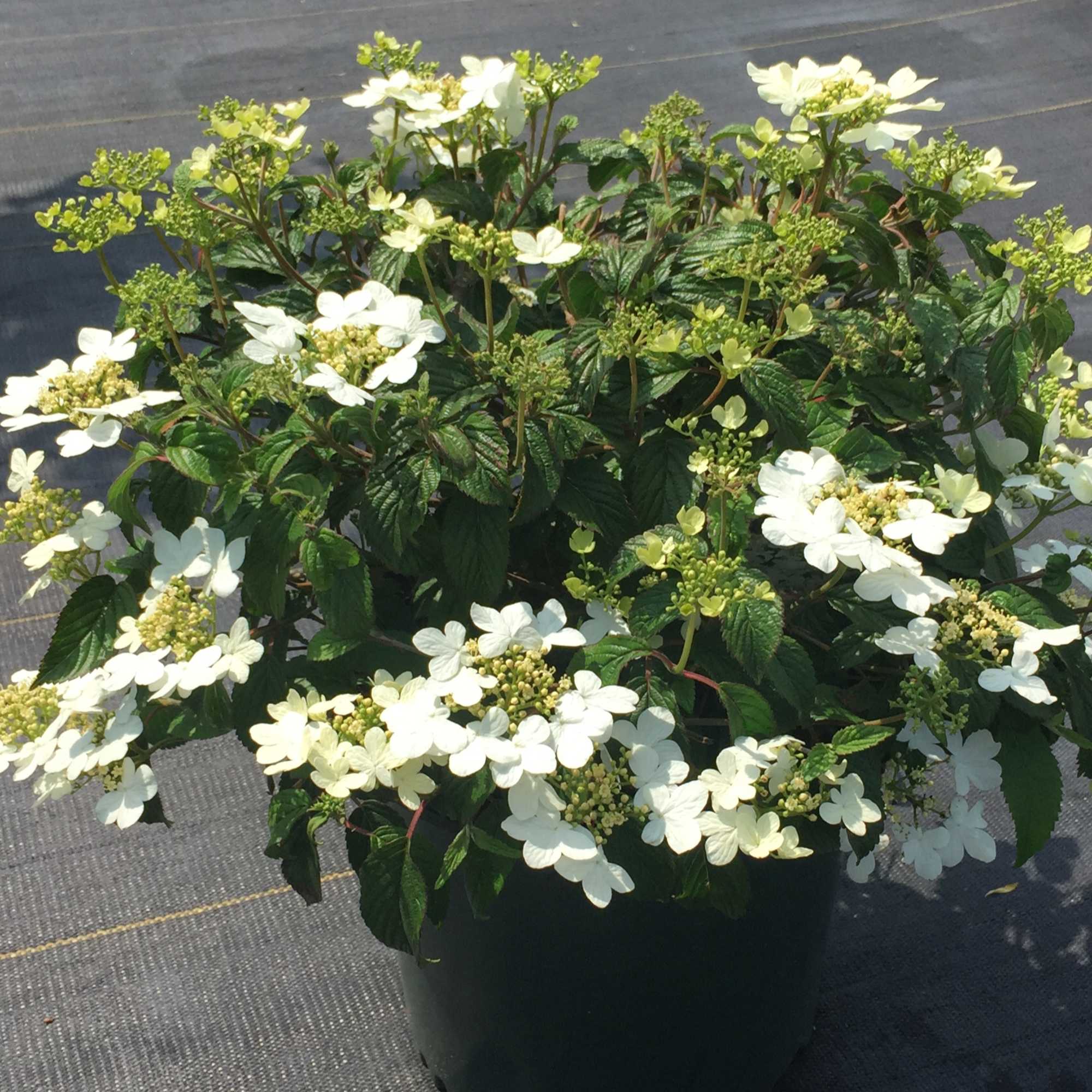 Potted shrub with clusters of white flowers