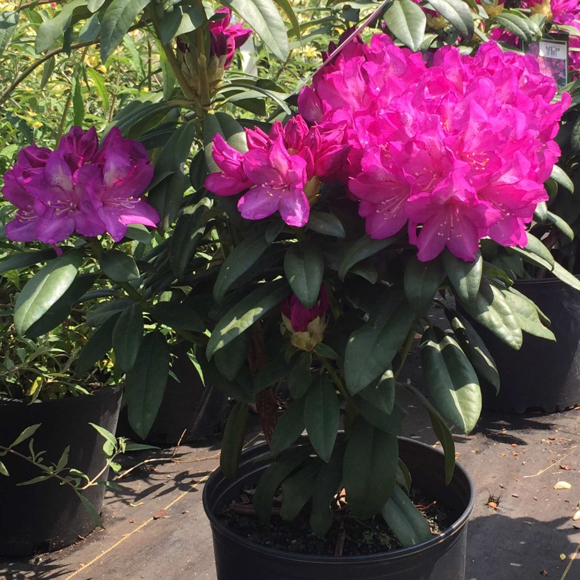 Potted rhododendron with bright pink blooms