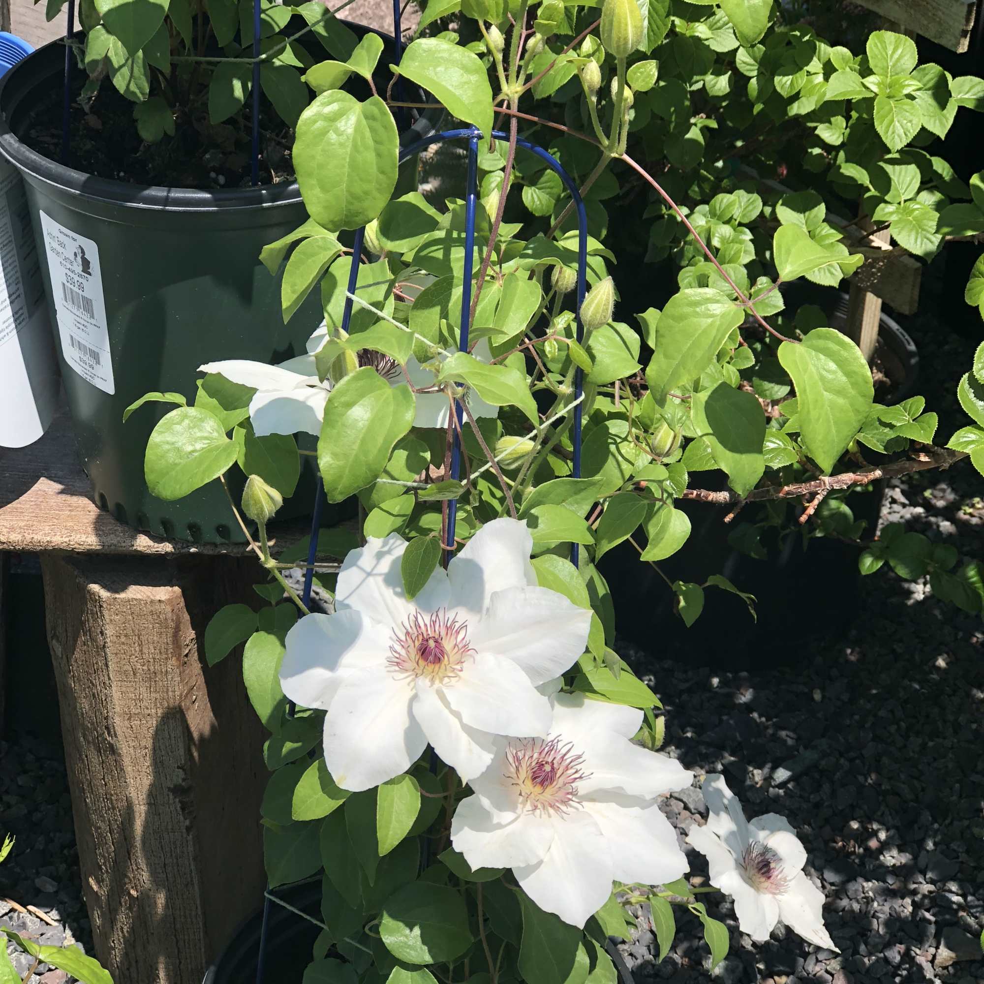 Potted climbing plant with large white flowers and green buds
