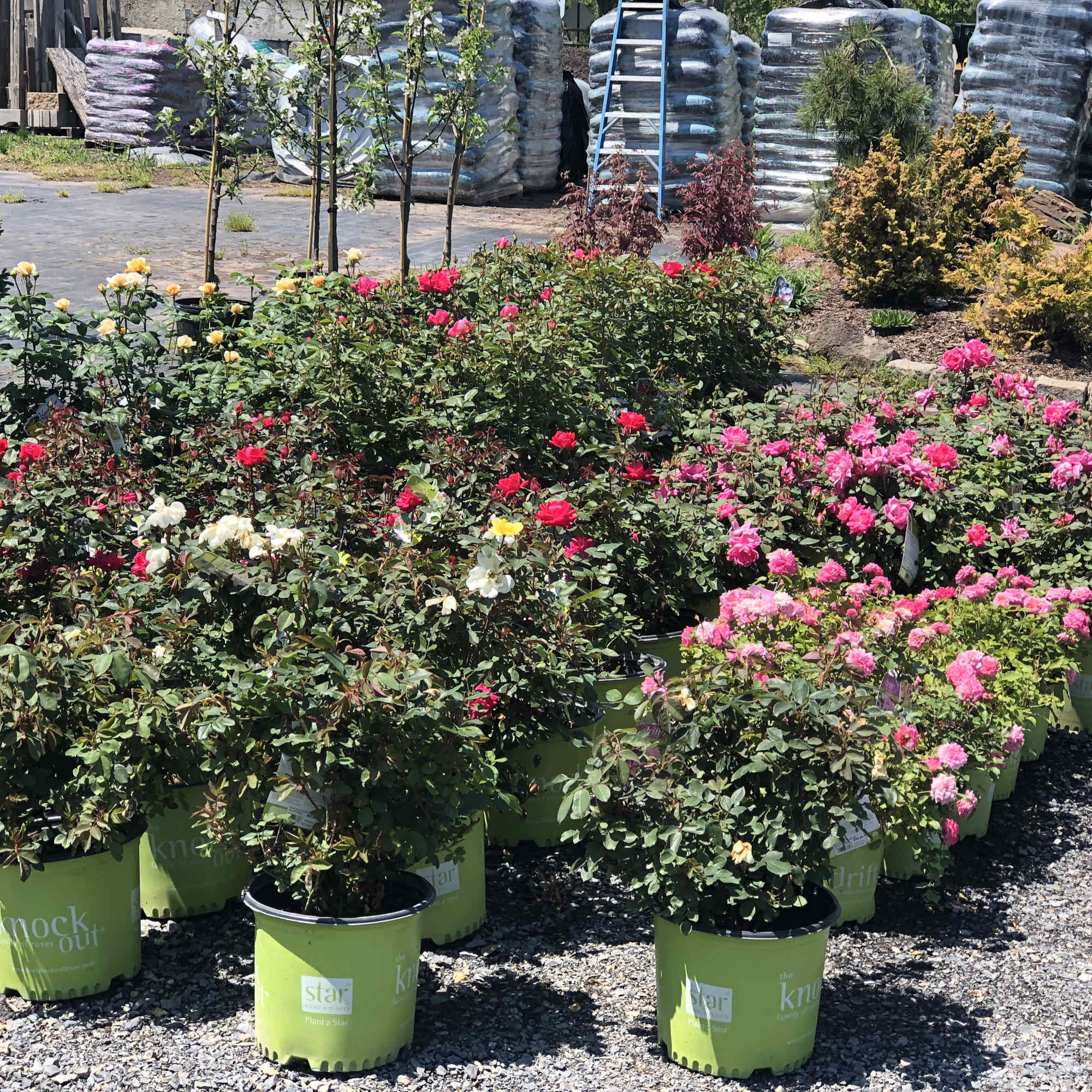 Rows of potted rose bushes with pink, red, white, and yellow blooms