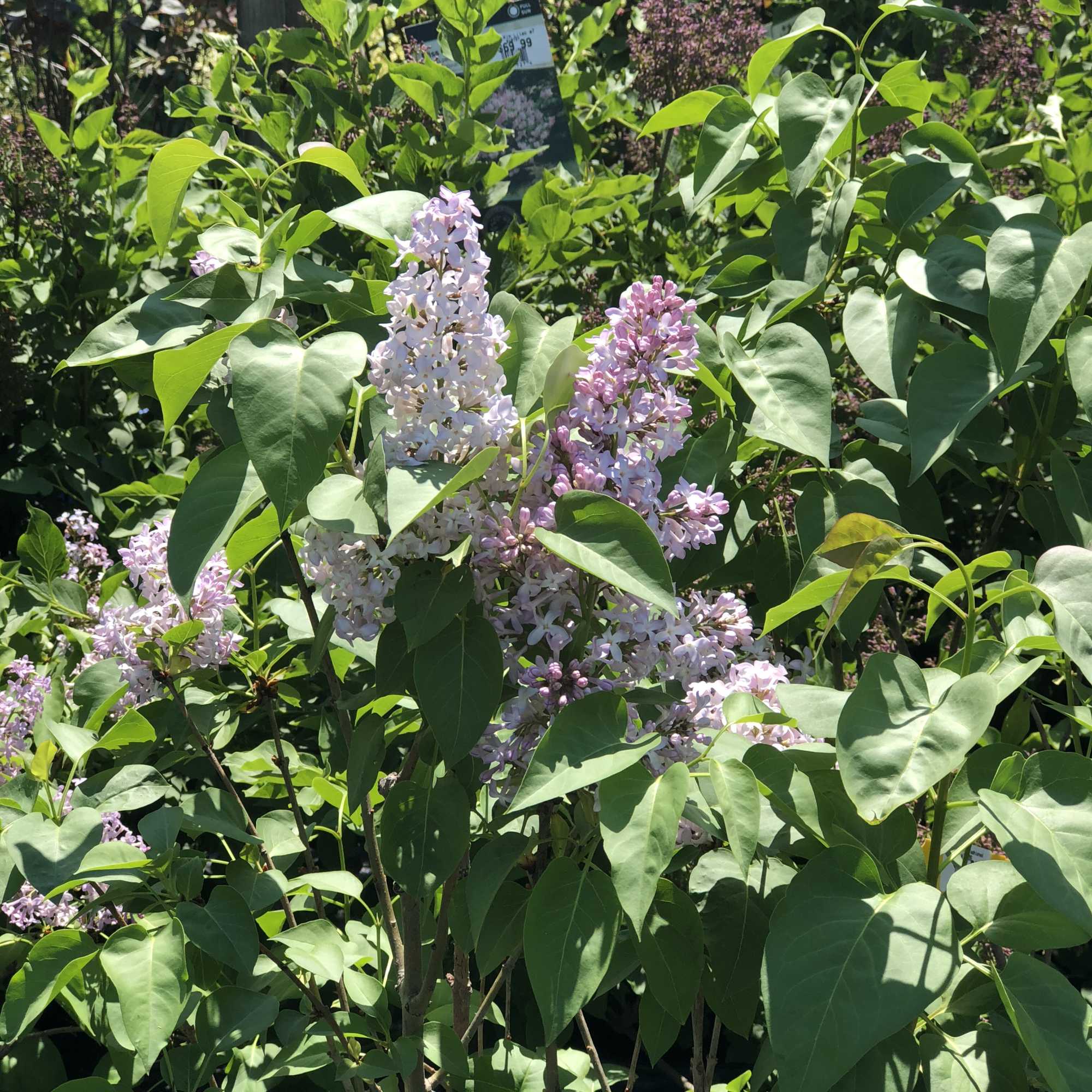Lilac shrub with pale purple flower clusters and heart-shaped leaves