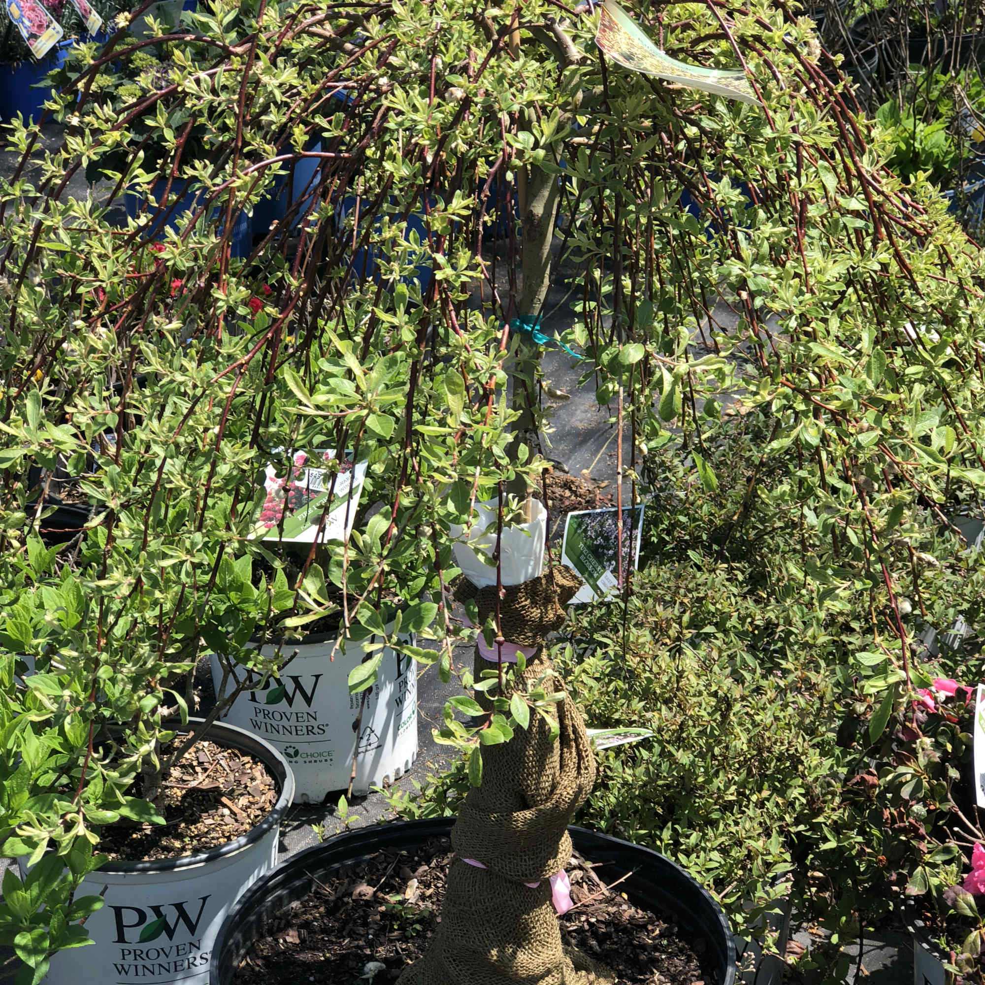 Potted weeping shrub with arching branches and small green leaves