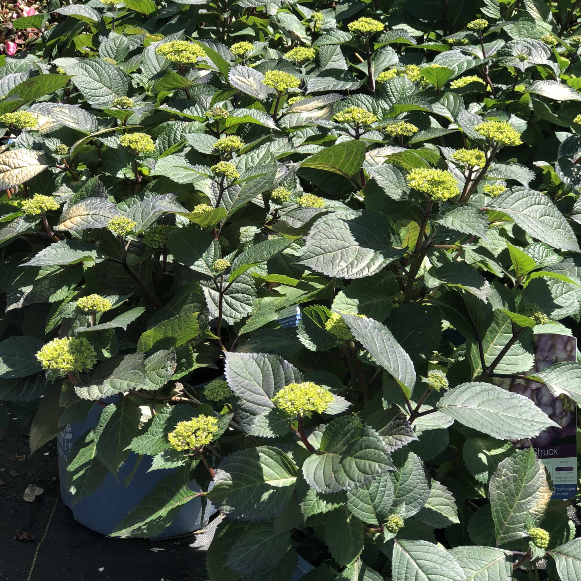 Potted hydrangea plants with green buds and broad leaves
