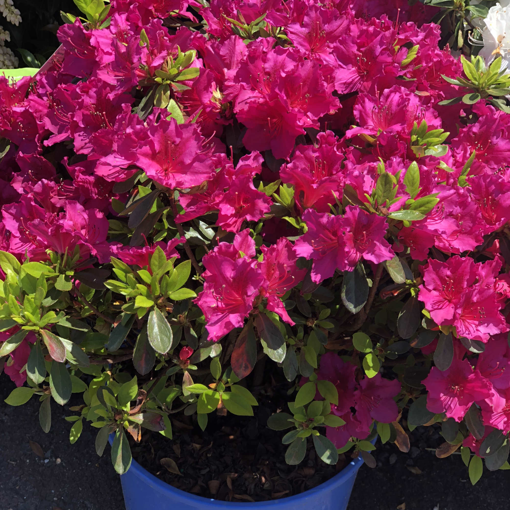 Potted azalea plant with bright pink blooms