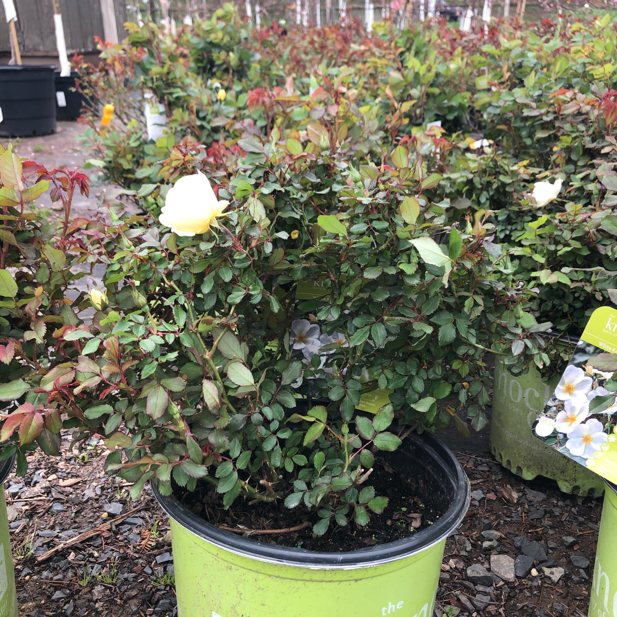 Potted rose plant with white blooms in a green nursery container