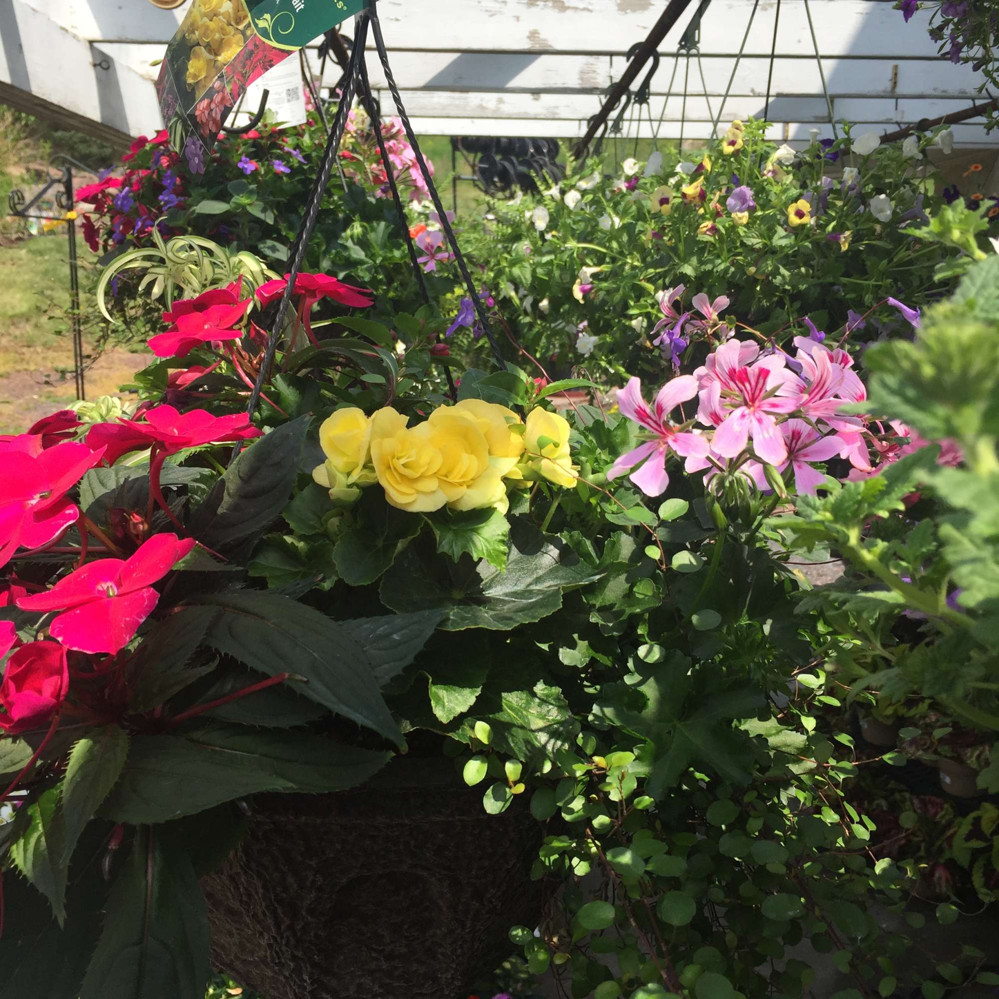 Hanging baskets of colorful flowering plants in a greenhouse.