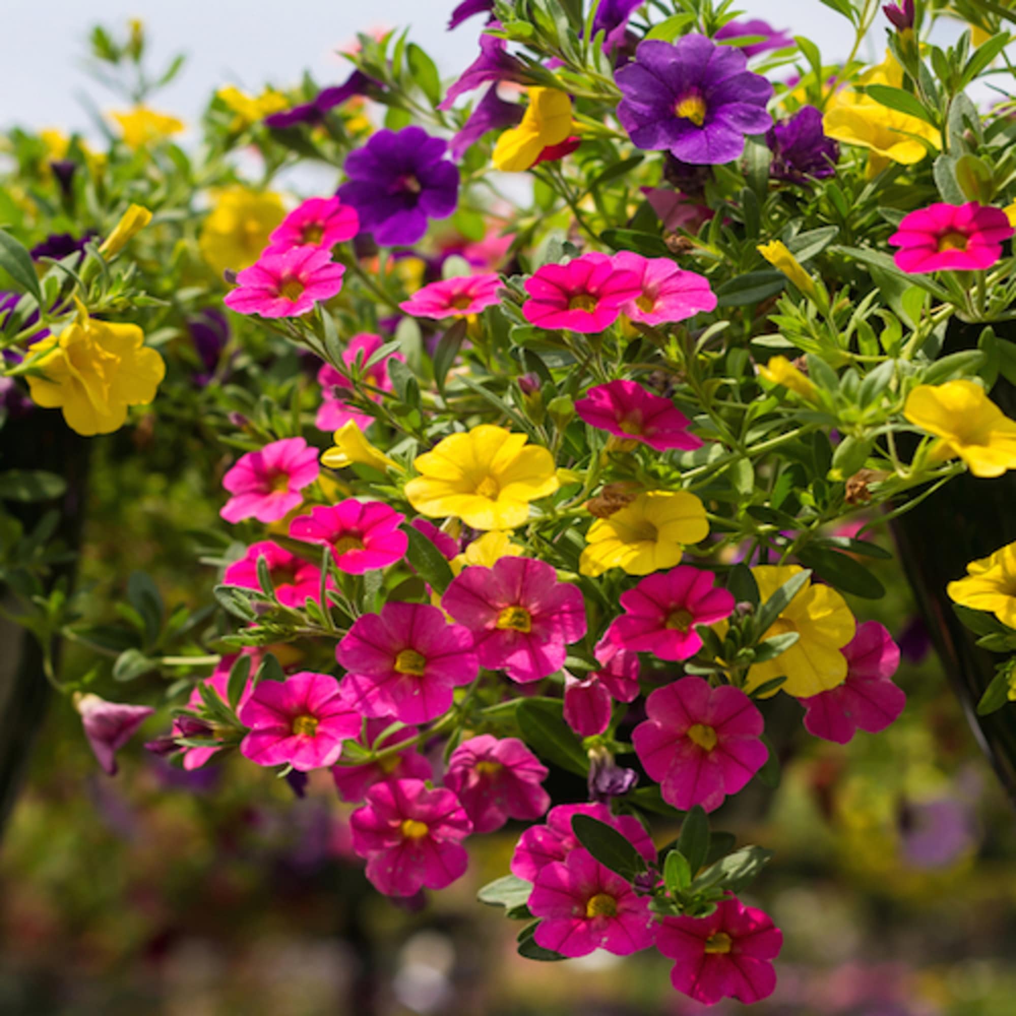 Hanging baskets of pink, purple, and yellow flowers
