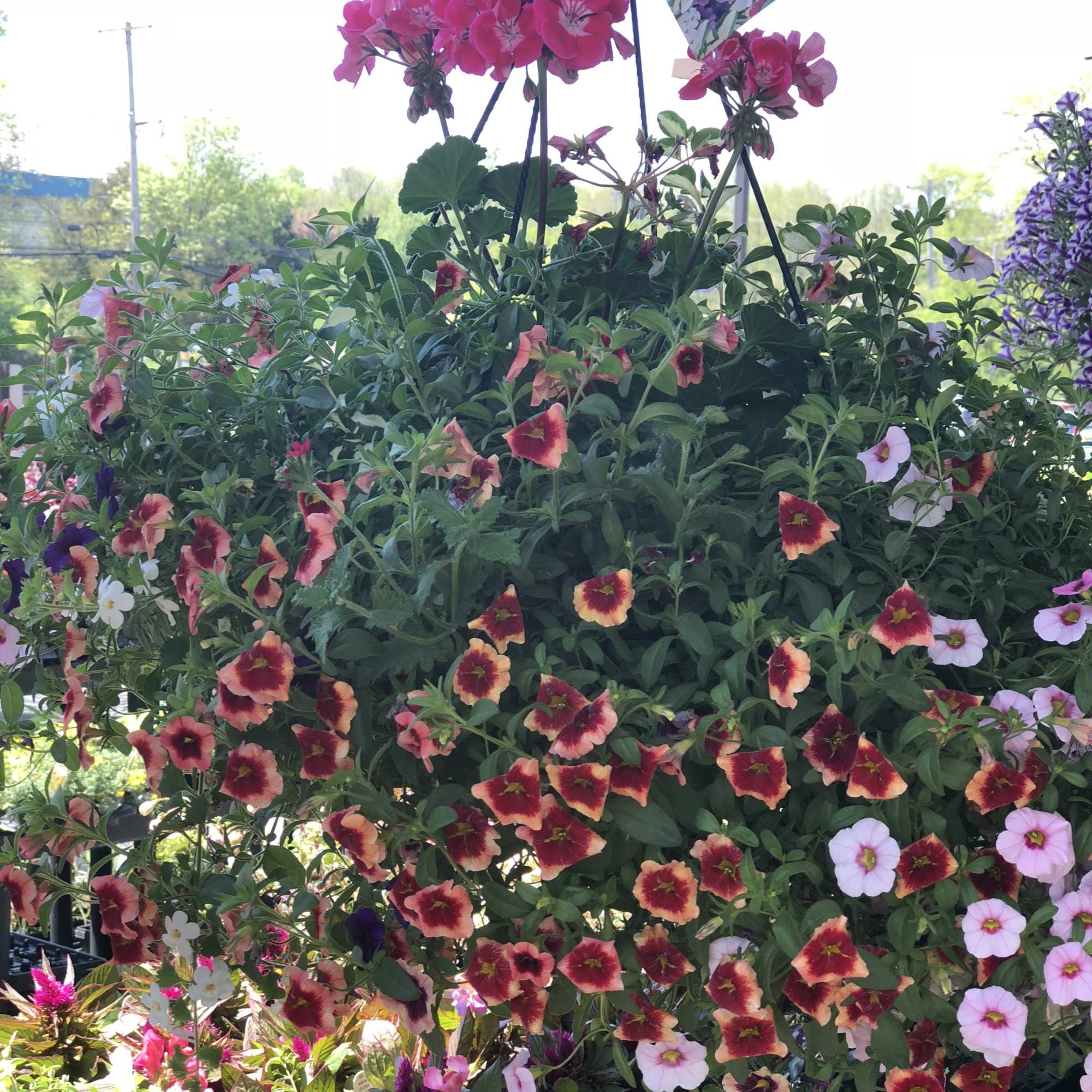 Large hanging basket of pink and red petunia flowers