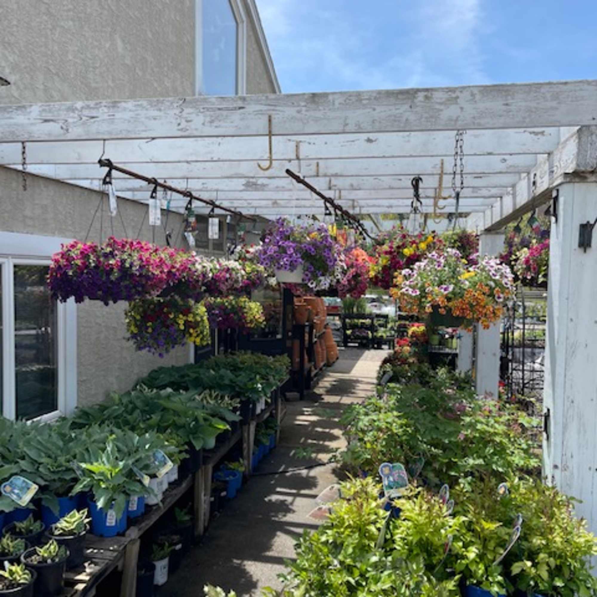 Outdoor plant nursery with hanging flower baskets and potted plants