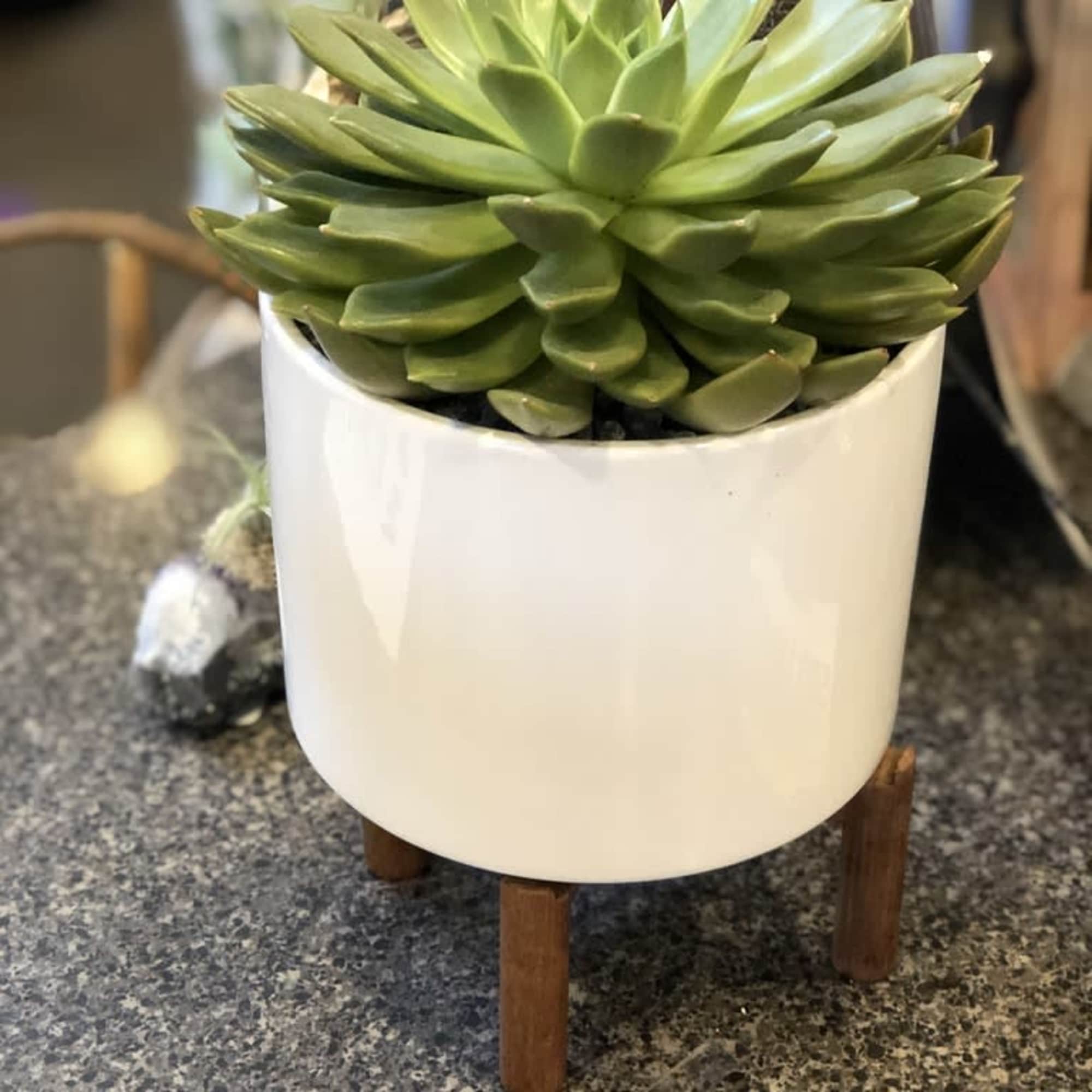 Potted green succulent in a white ceramic planter on wooden legs