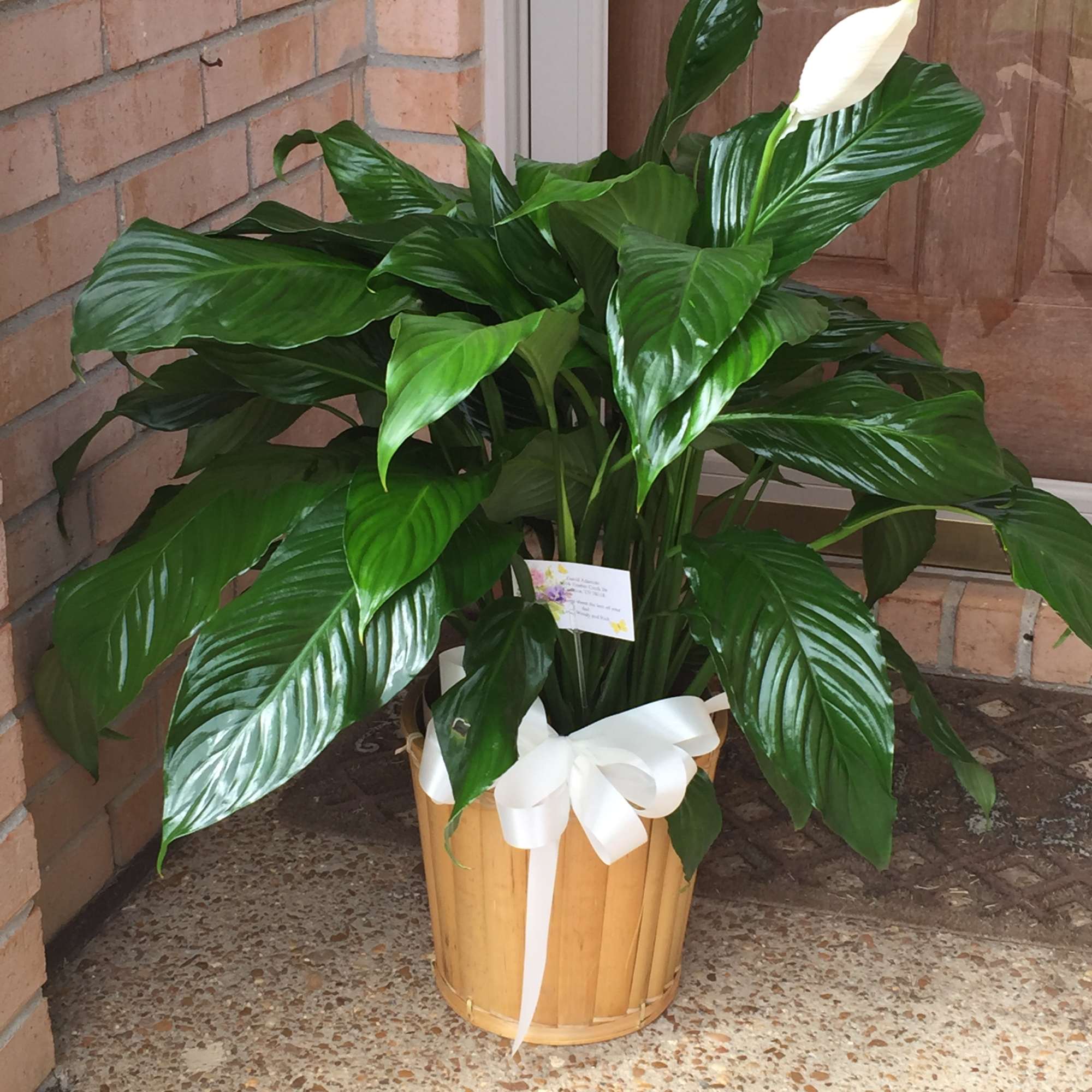 Potted peace lily plant with a white bloom and ribbon-tied basket