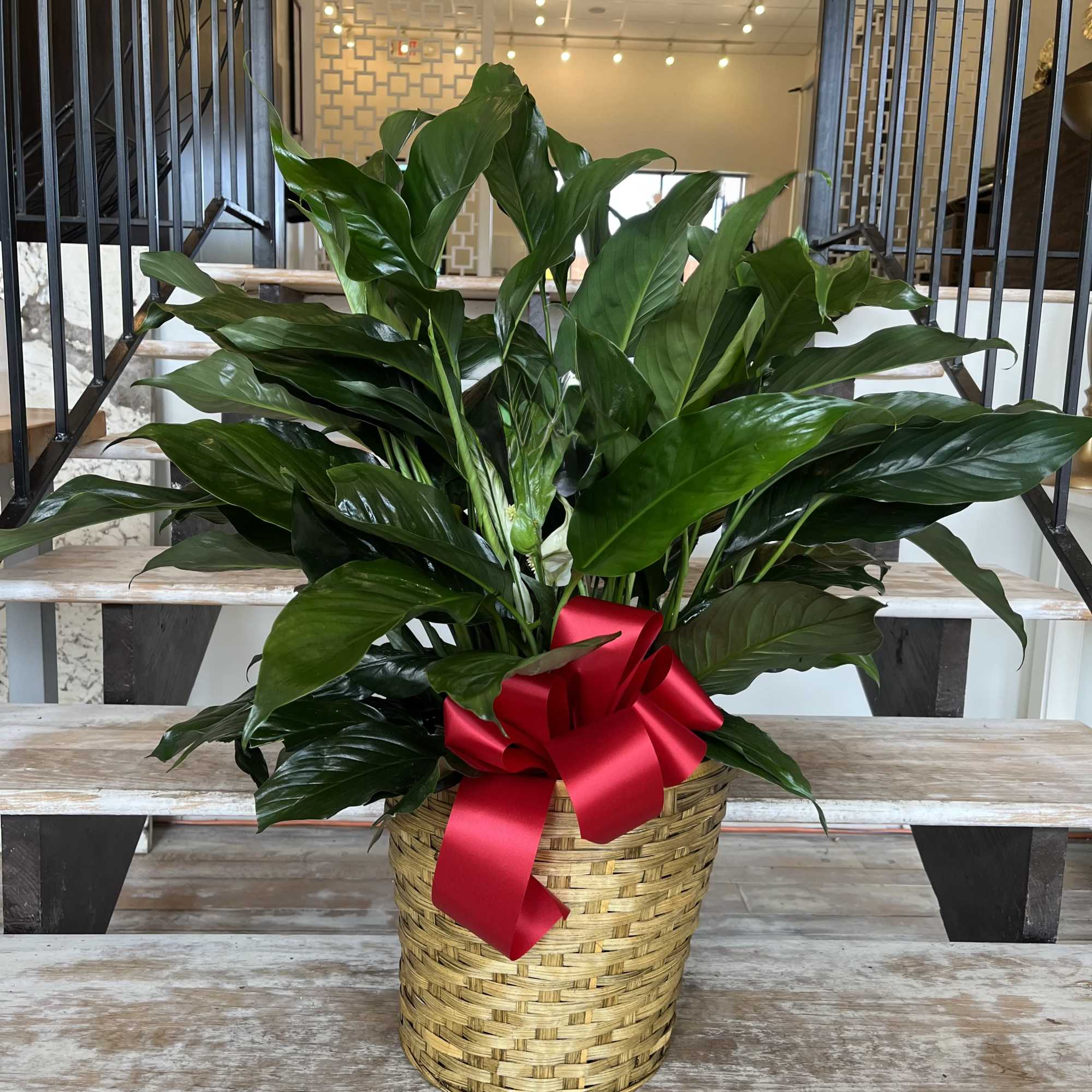 Large green potted plant in a woven basket with a red ribbon