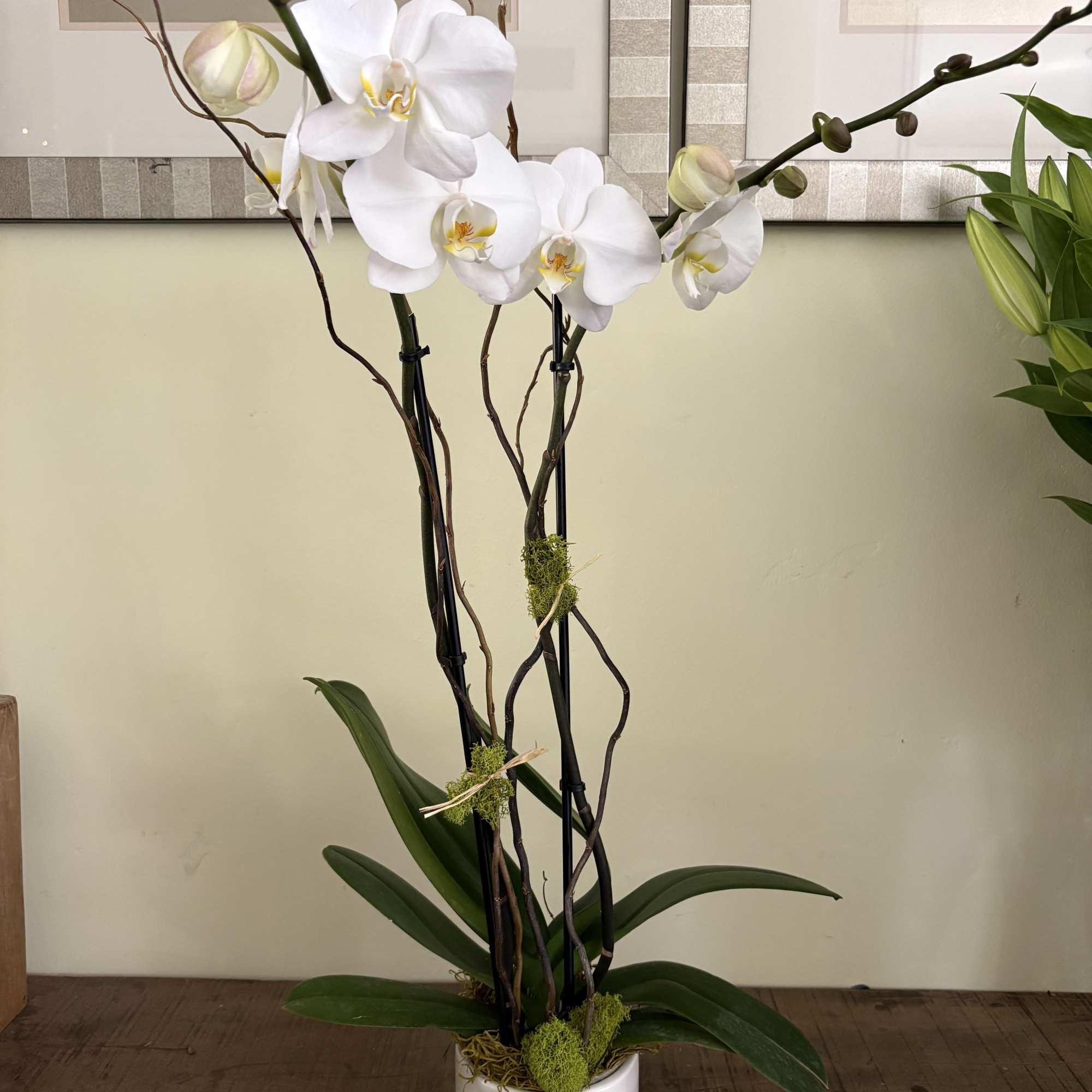 White orchid plant in a decorative pot