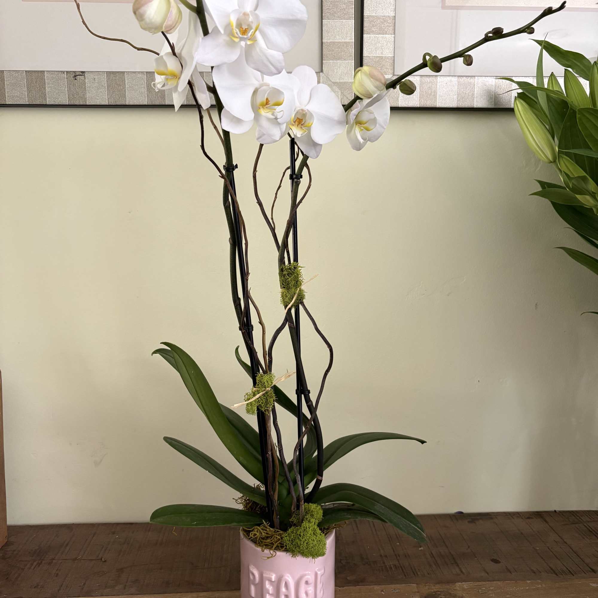White orchid plant in a decorative pot