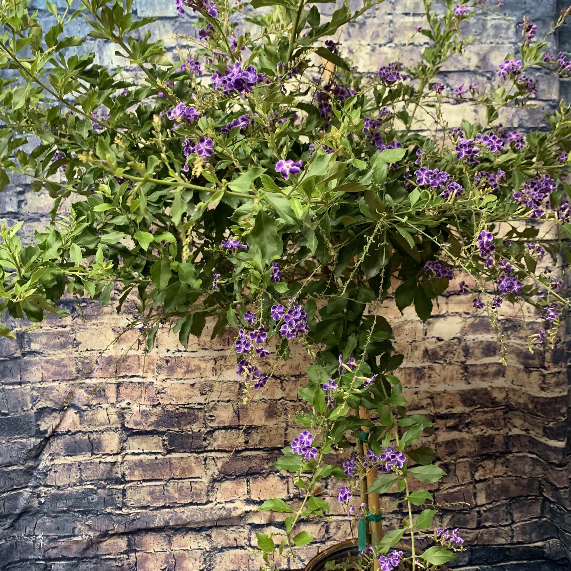 Butterfly Bushes are known for their vibrant color and of course attracting