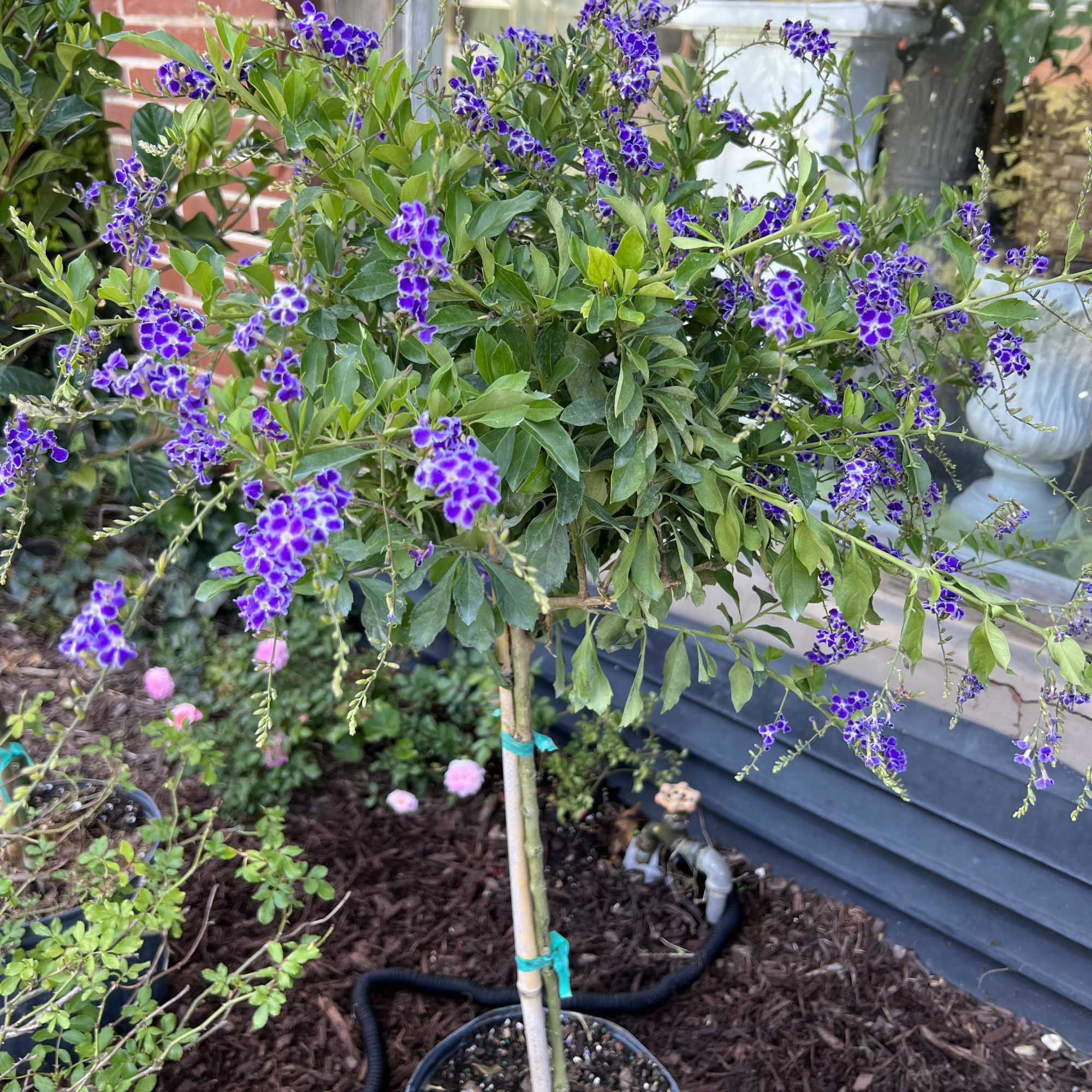 Butterfly Bushes are known for their vibrant color and of course attracting