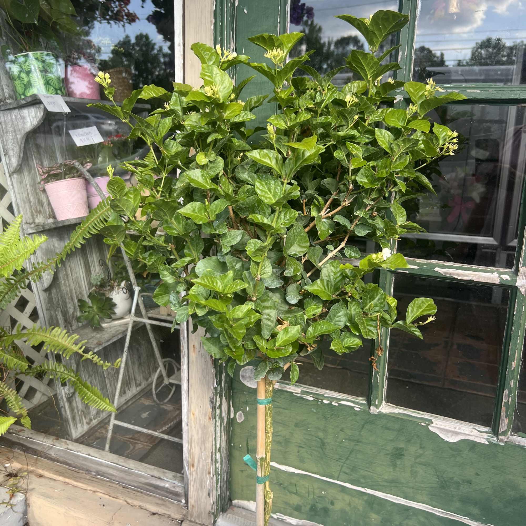Potted jasmine topiary with glossy green leaves and small white buds