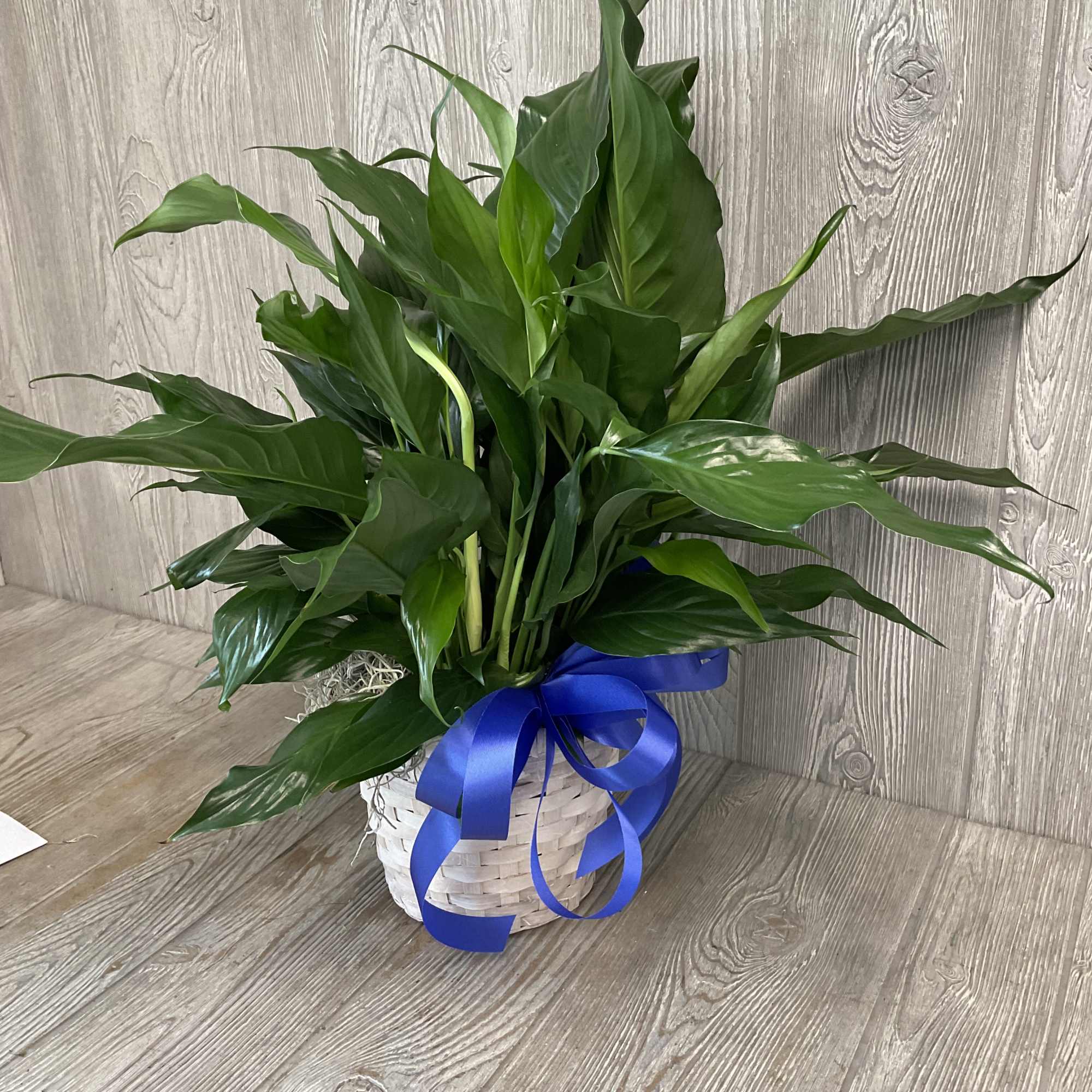 A lush peace lily in a woven basket brings calm and understated