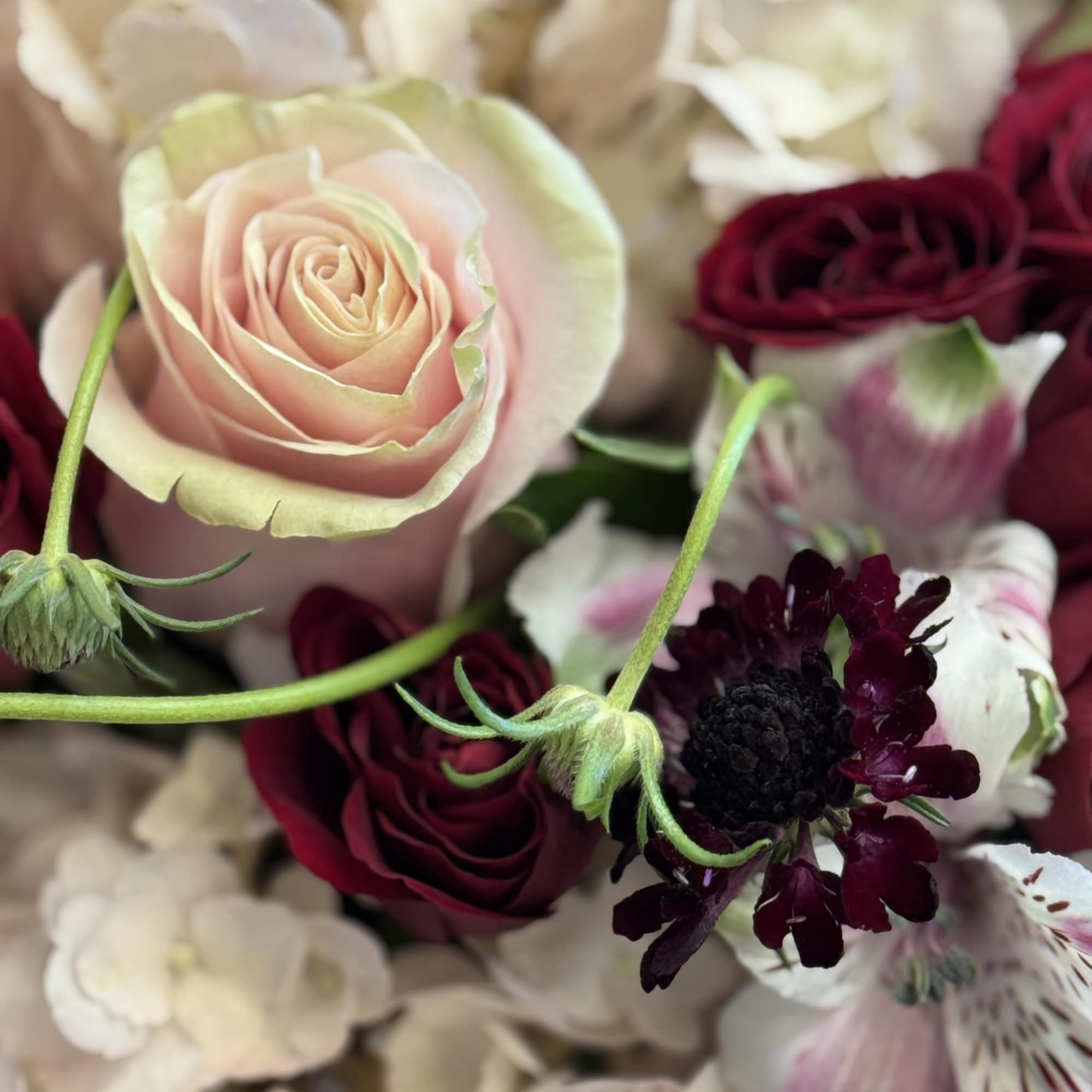 Close-up bouquet with blush and burgundy roses and white flowers