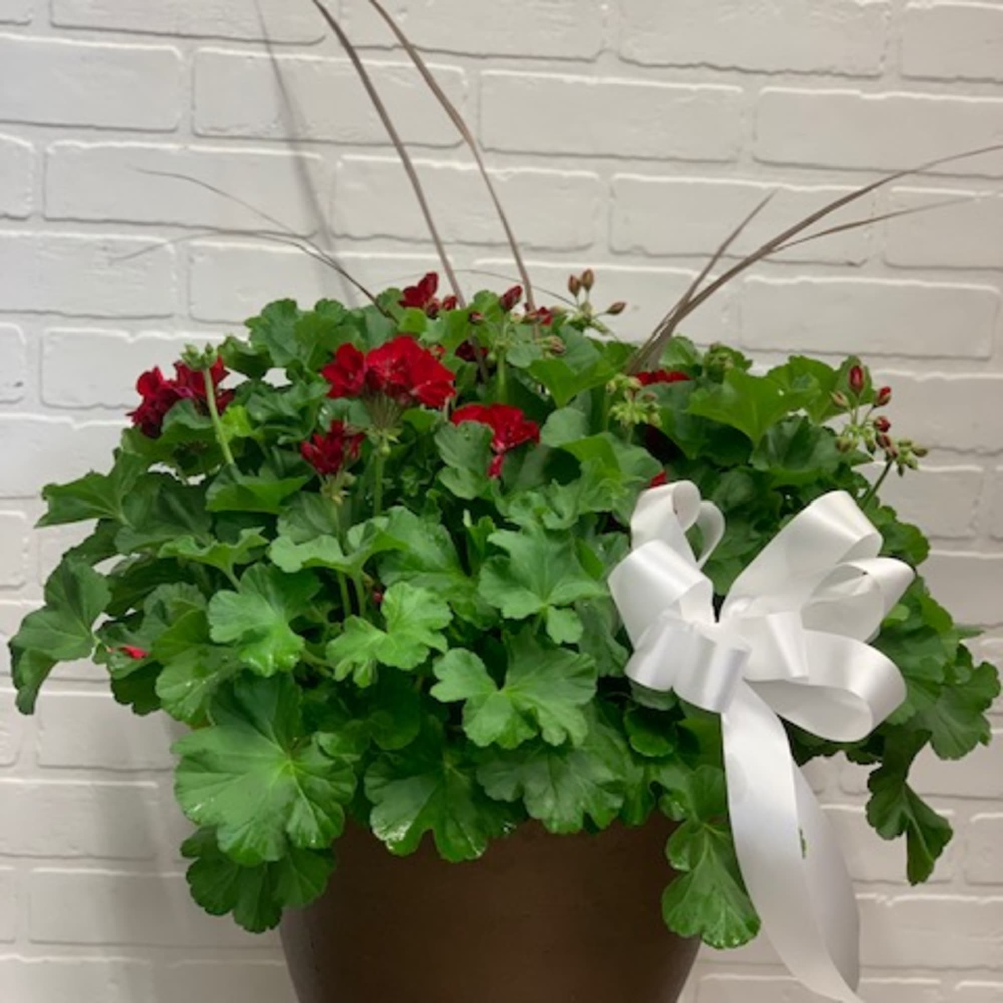 Potted geranium plant with red blooms and a white ribbon