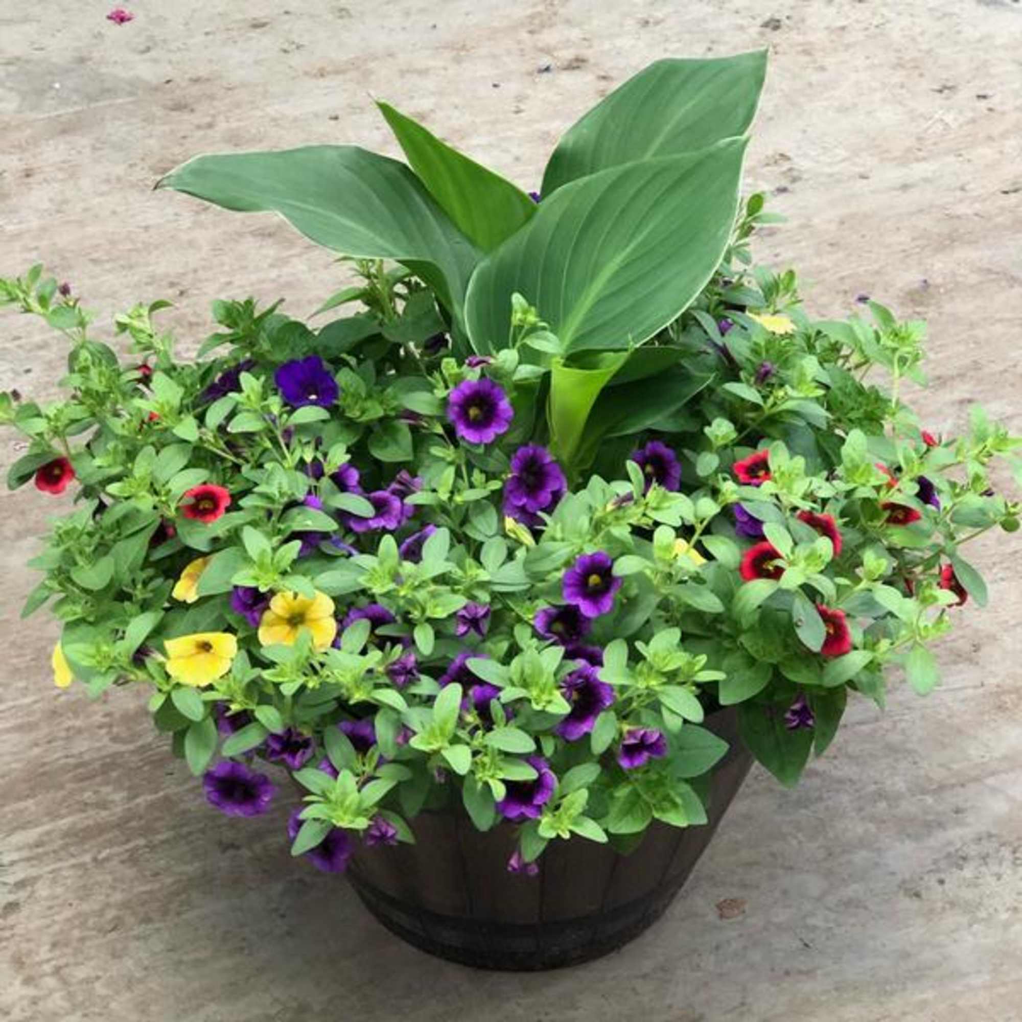 Mixed purple, yellow, and red flowers in a dark planter with large green leaves