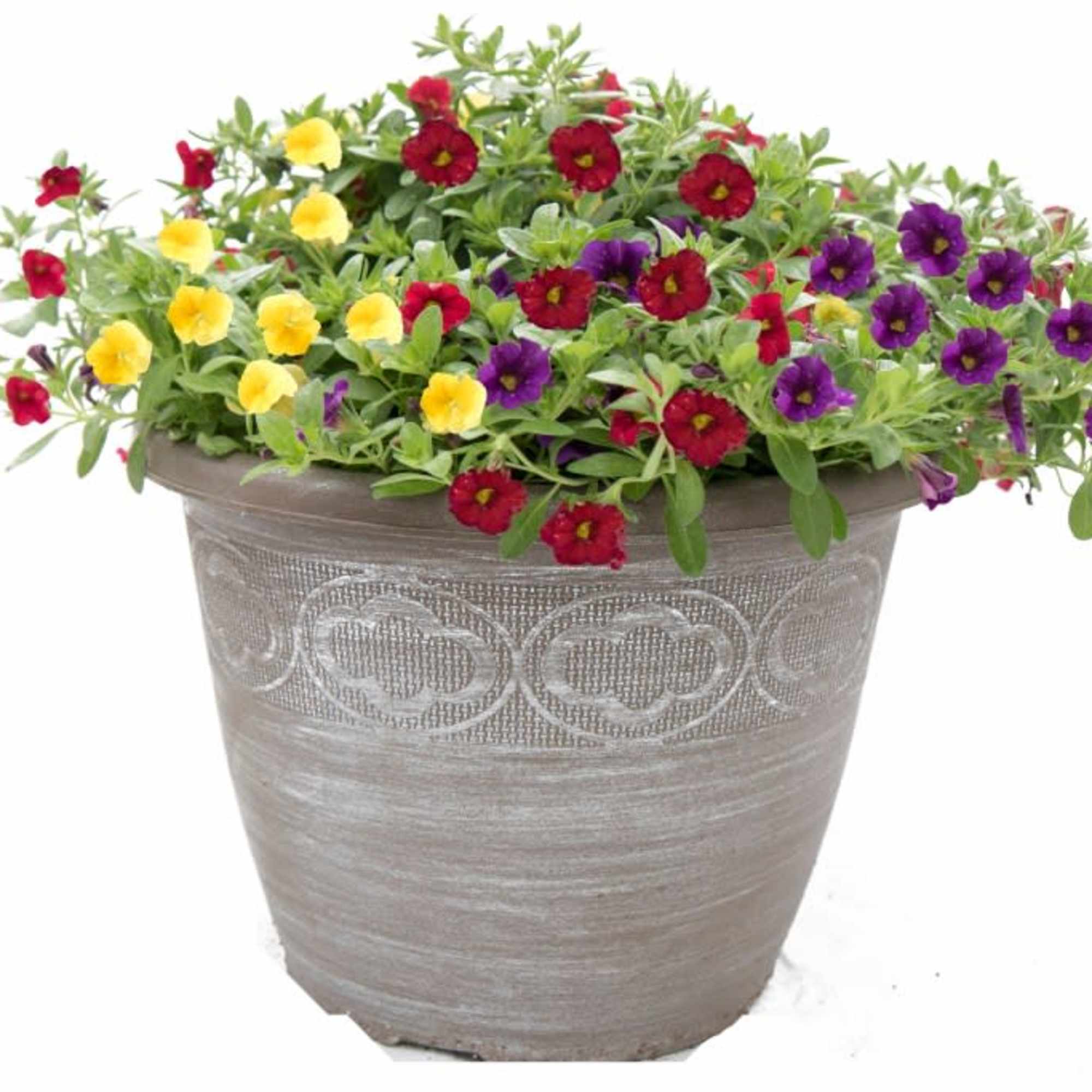 Sun loving annual flower patio planter. Exact flower varieties &amp; container will