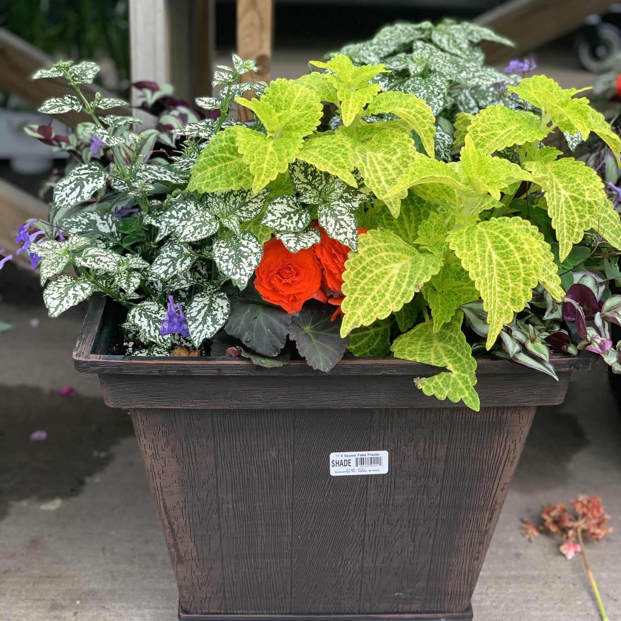 Sun loving annual flower patio planter. Exact flower varieties &amp; container will