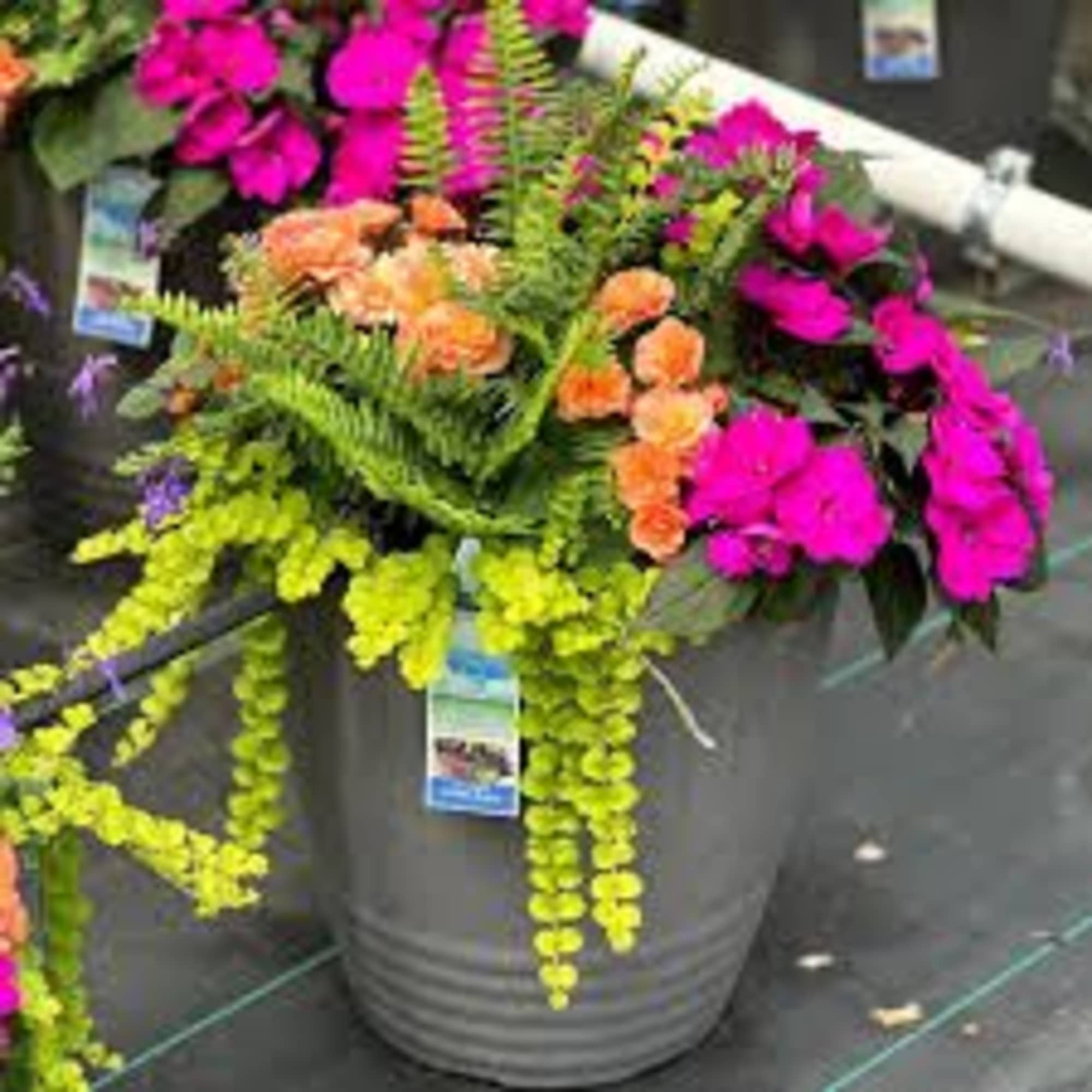 Sun loving annual flower patio planter. Exact flower varieties &amp; container will