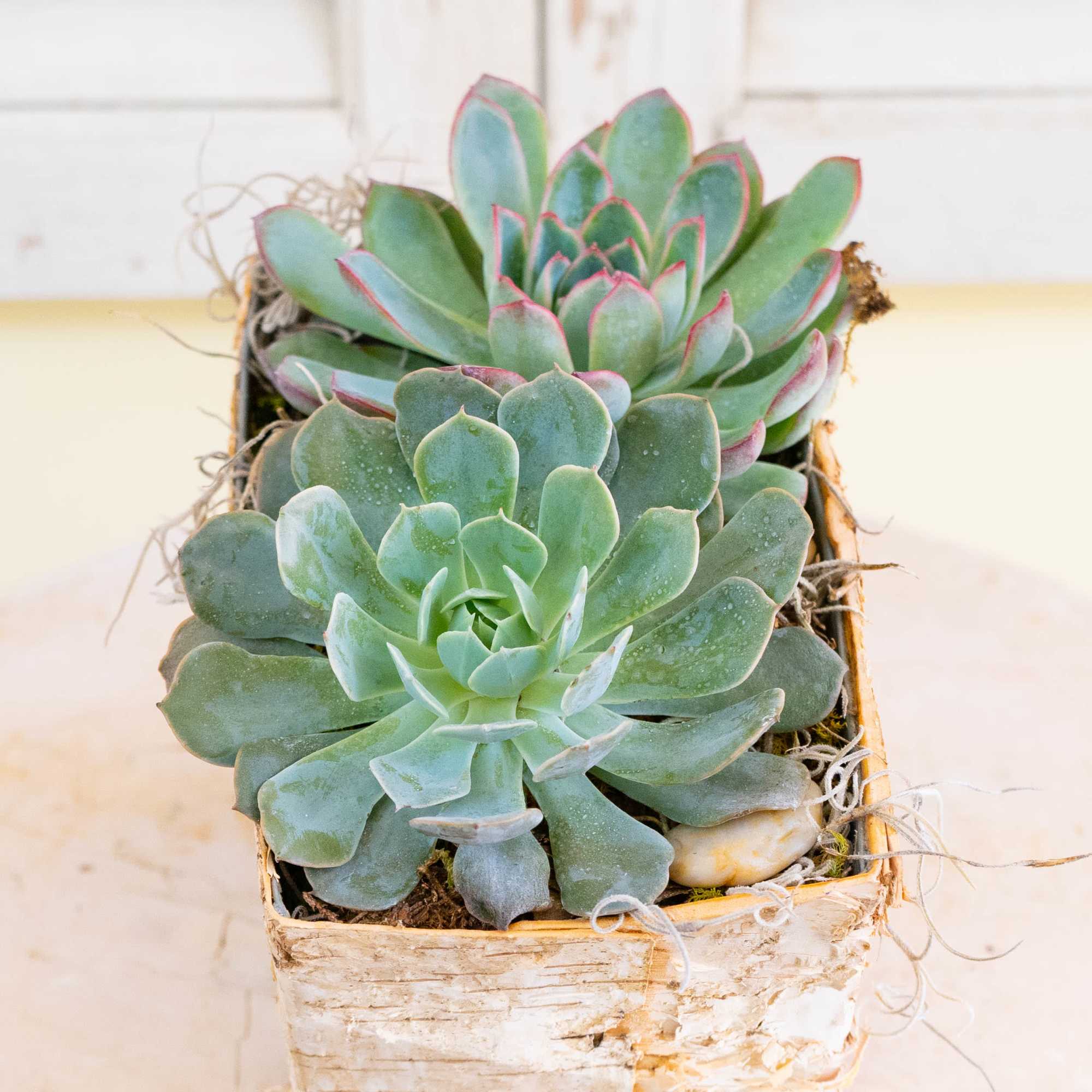 Two succulents in a rustic square planter