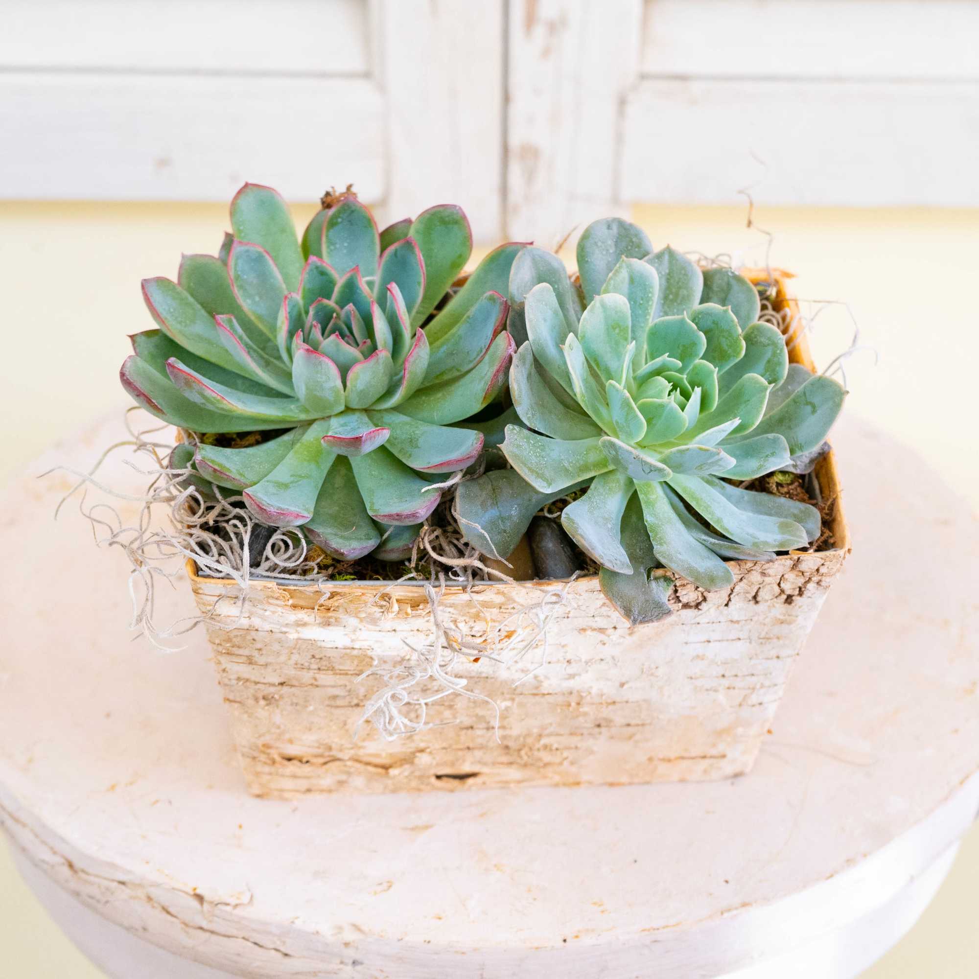 Two succulents in a rustic square planter