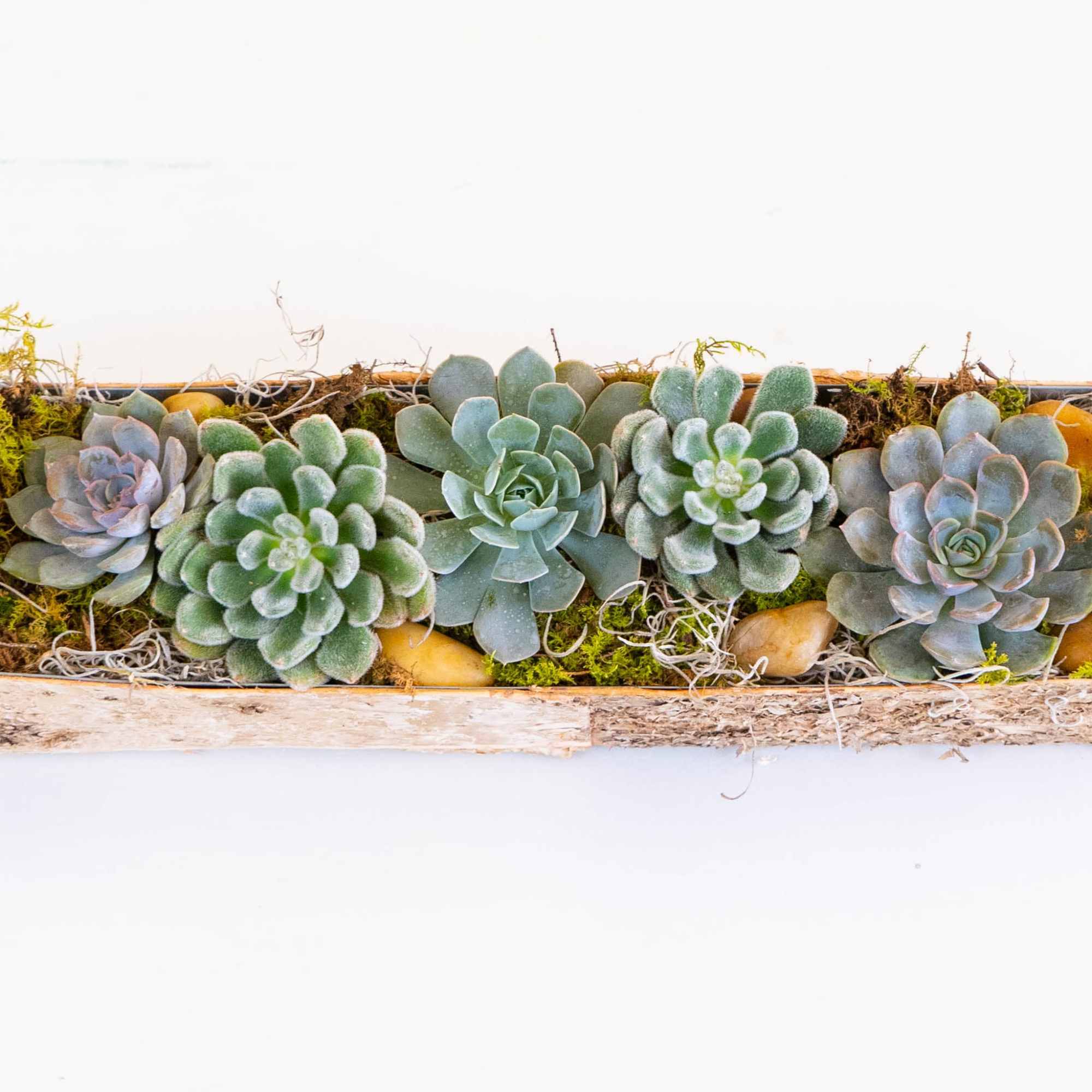 Succulent arrangement in a long wooden planter with moss and dried accents