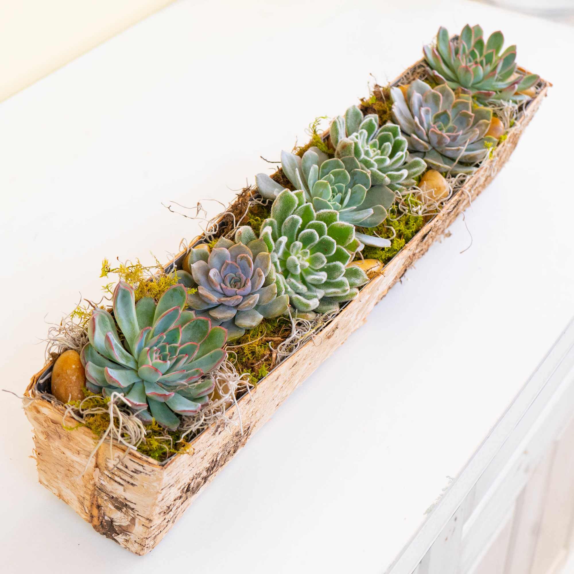 Succulent arrangement in a long rustic wooden planter