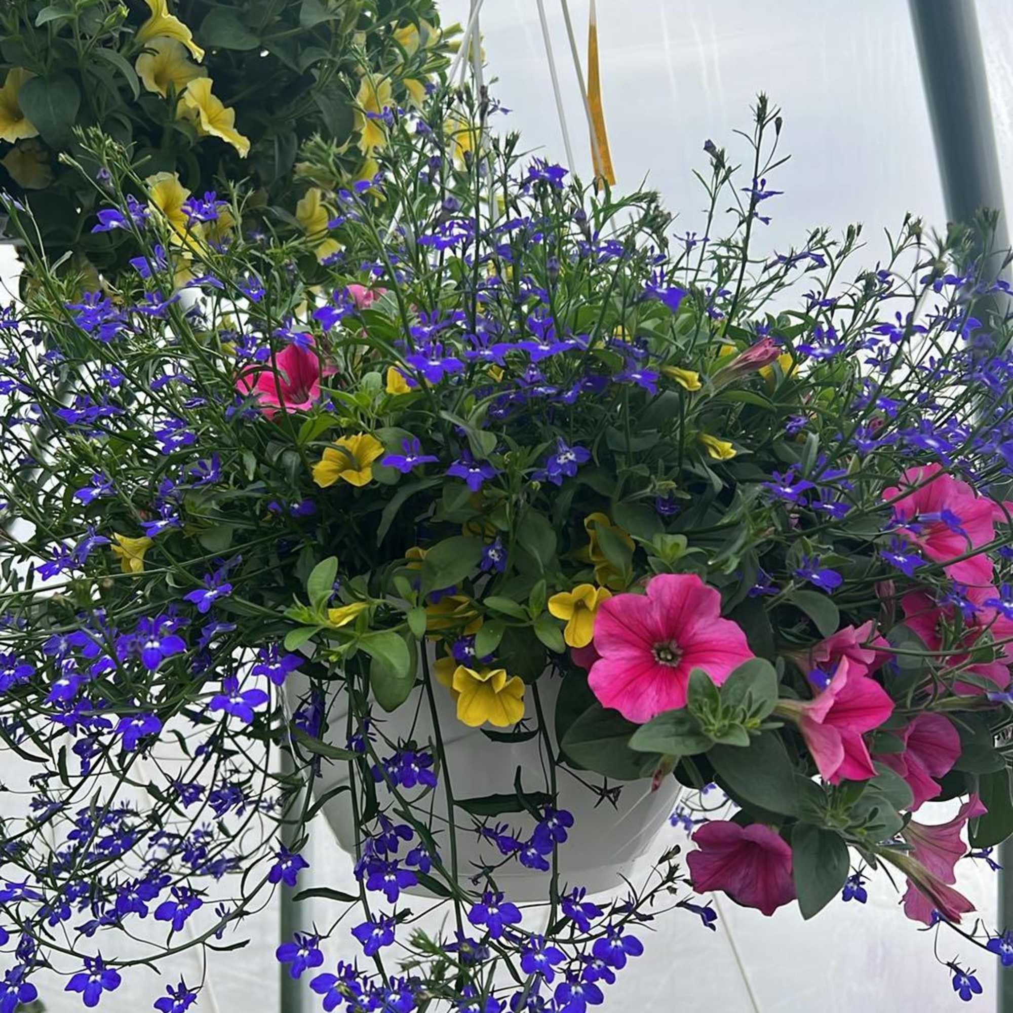 Elevate your outdoor space with our stunning 12" hanging flower baskets, lovingly
