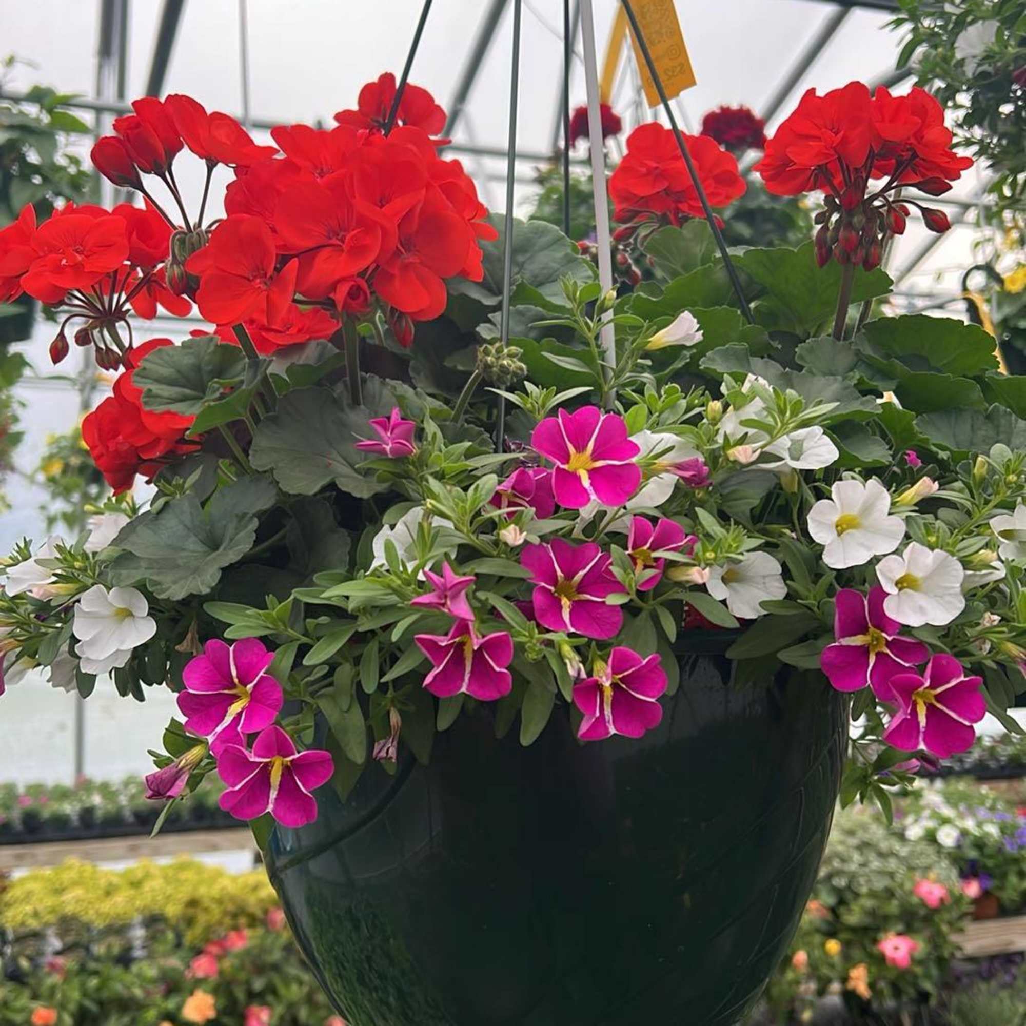 Elevate your outdoor space with our stunning 12" hanging flower baskets, lovingly