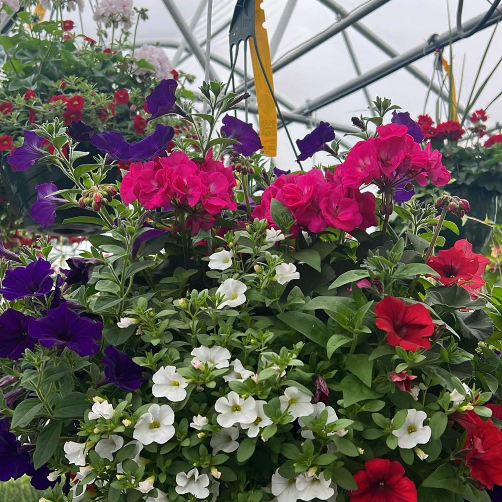 Elevate your outdoor space with our stunning 12" hanging flower baskets, lovingly