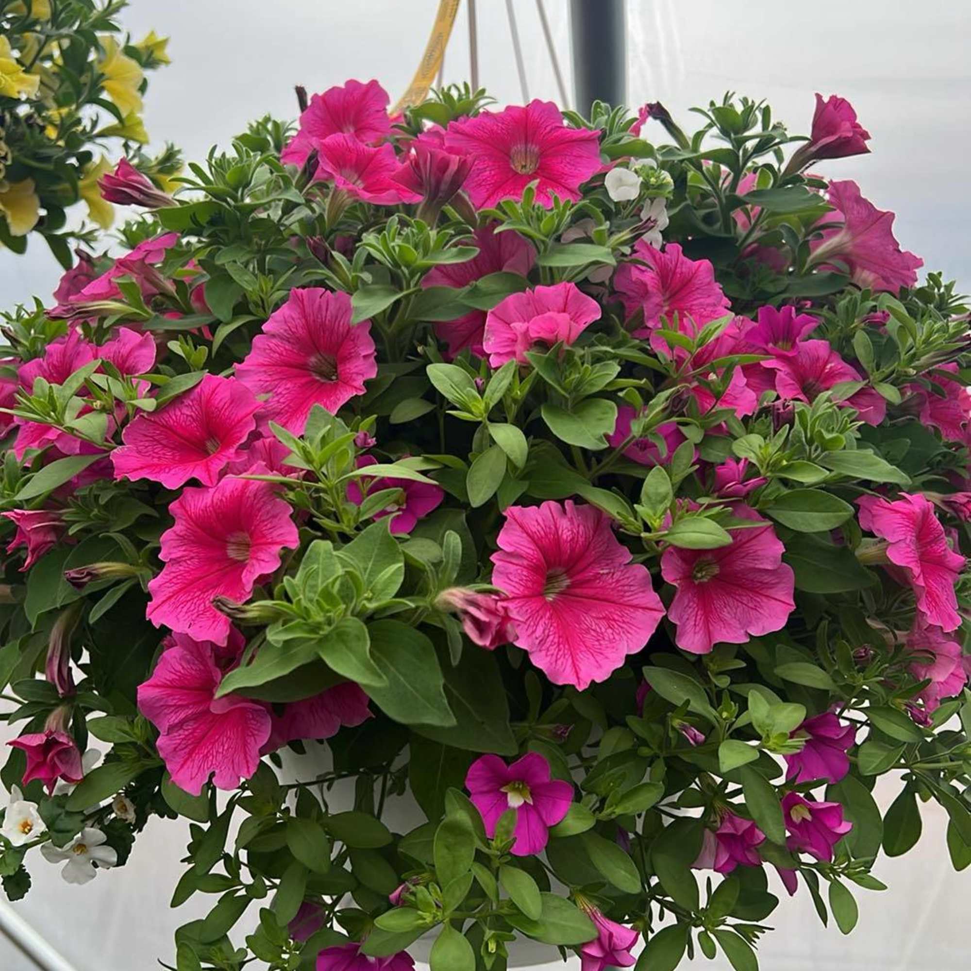 Elevate your outdoor space with our stunning 12" hanging flower baskets, lovingly