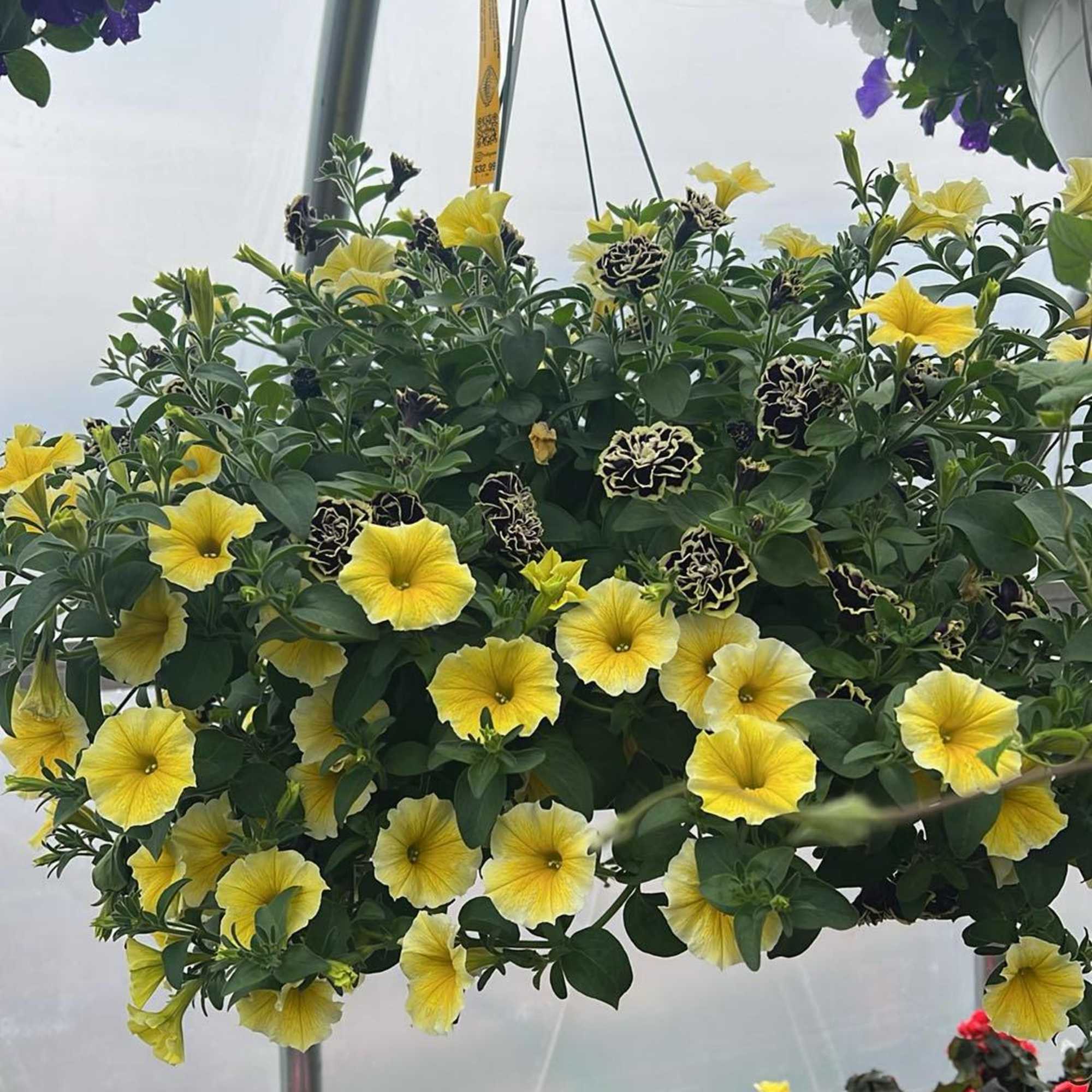 Elevate your outdoor space with our stunning 12" hanging flower baskets, lovingly