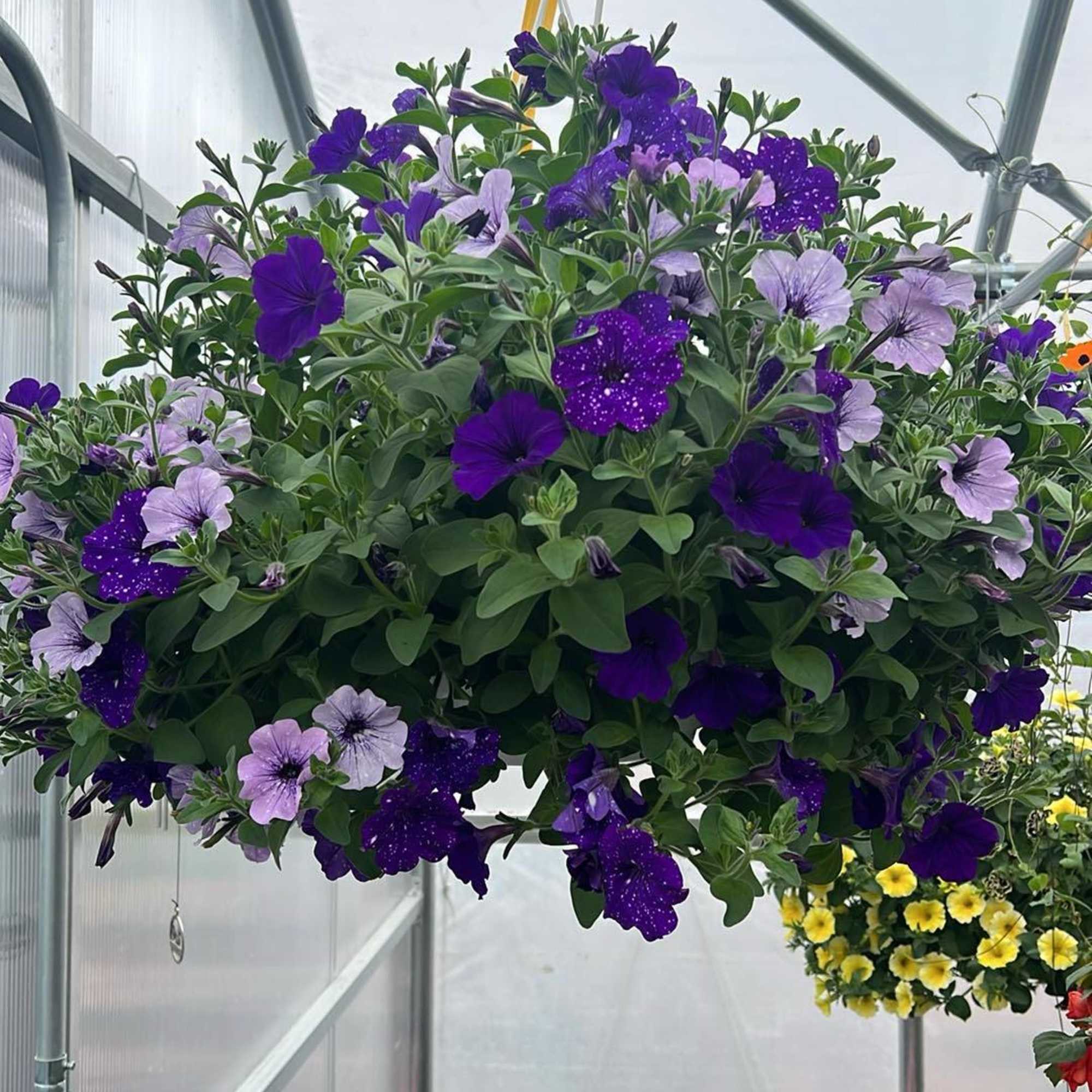Elevate your outdoor space with our stunning 12" hanging flower baskets, lovingly