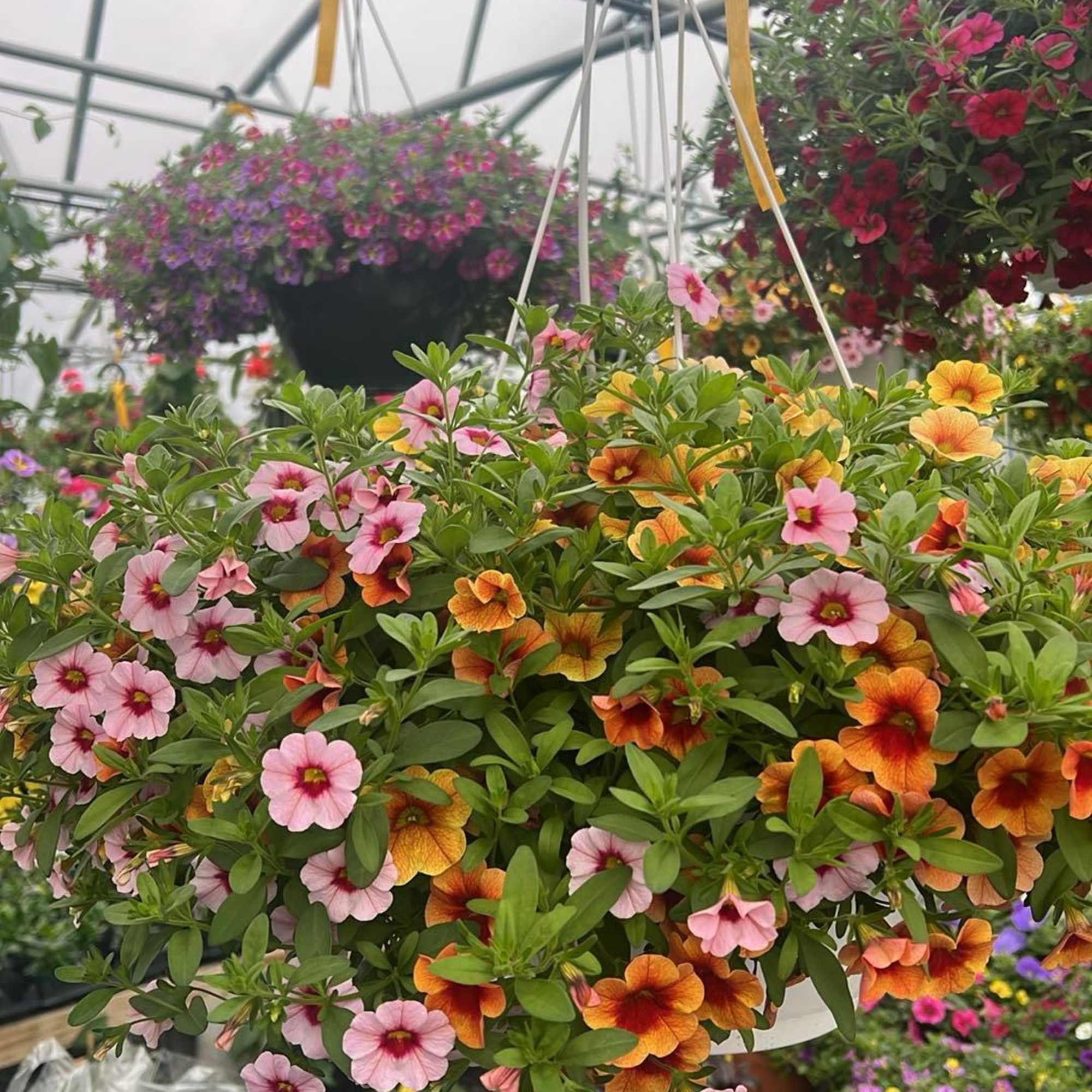 Elevate your outdoor space with our stunning 12" hanging flower baskets, lovingly